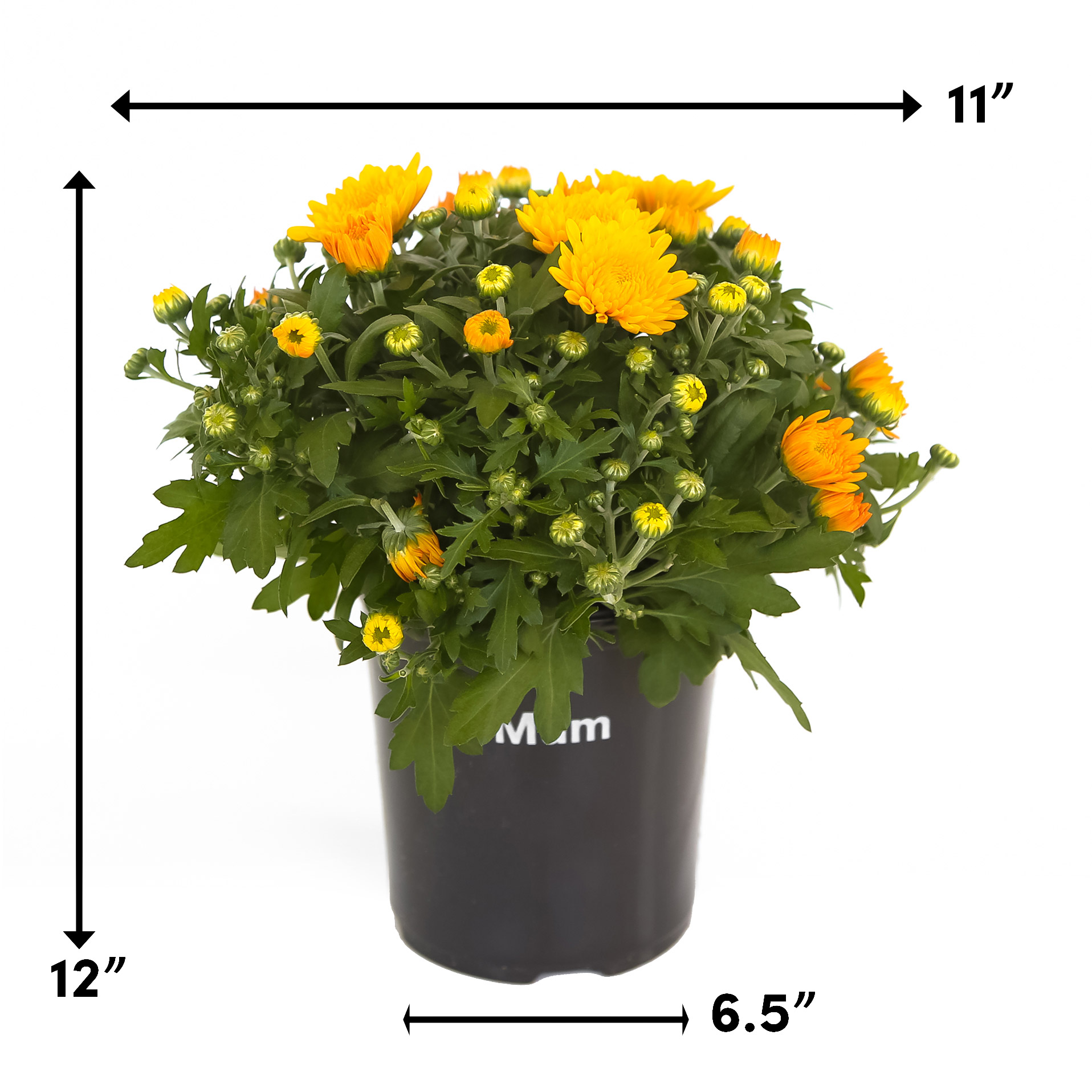 Enlarge Product Preview 3