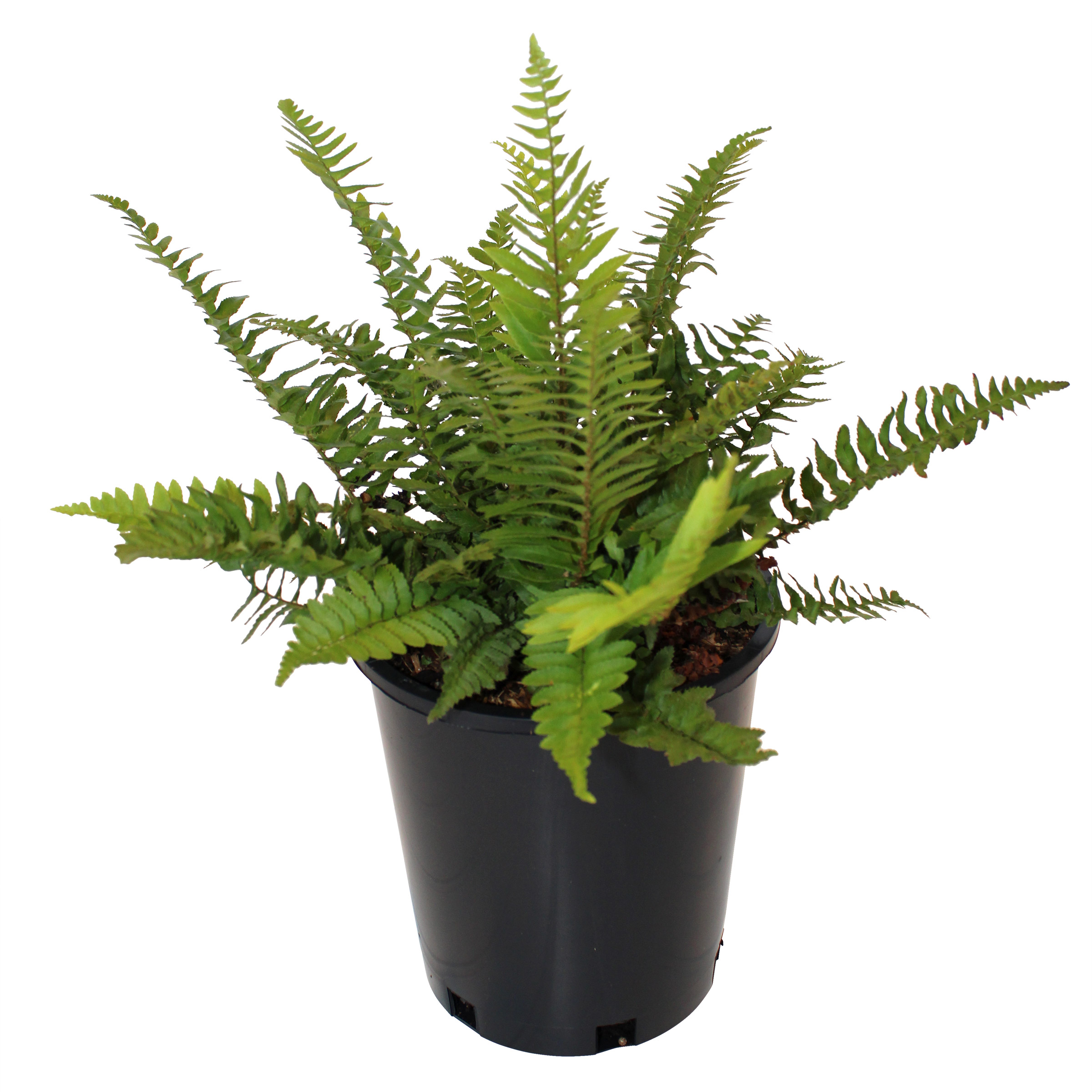 Enlarge Product Preview 2