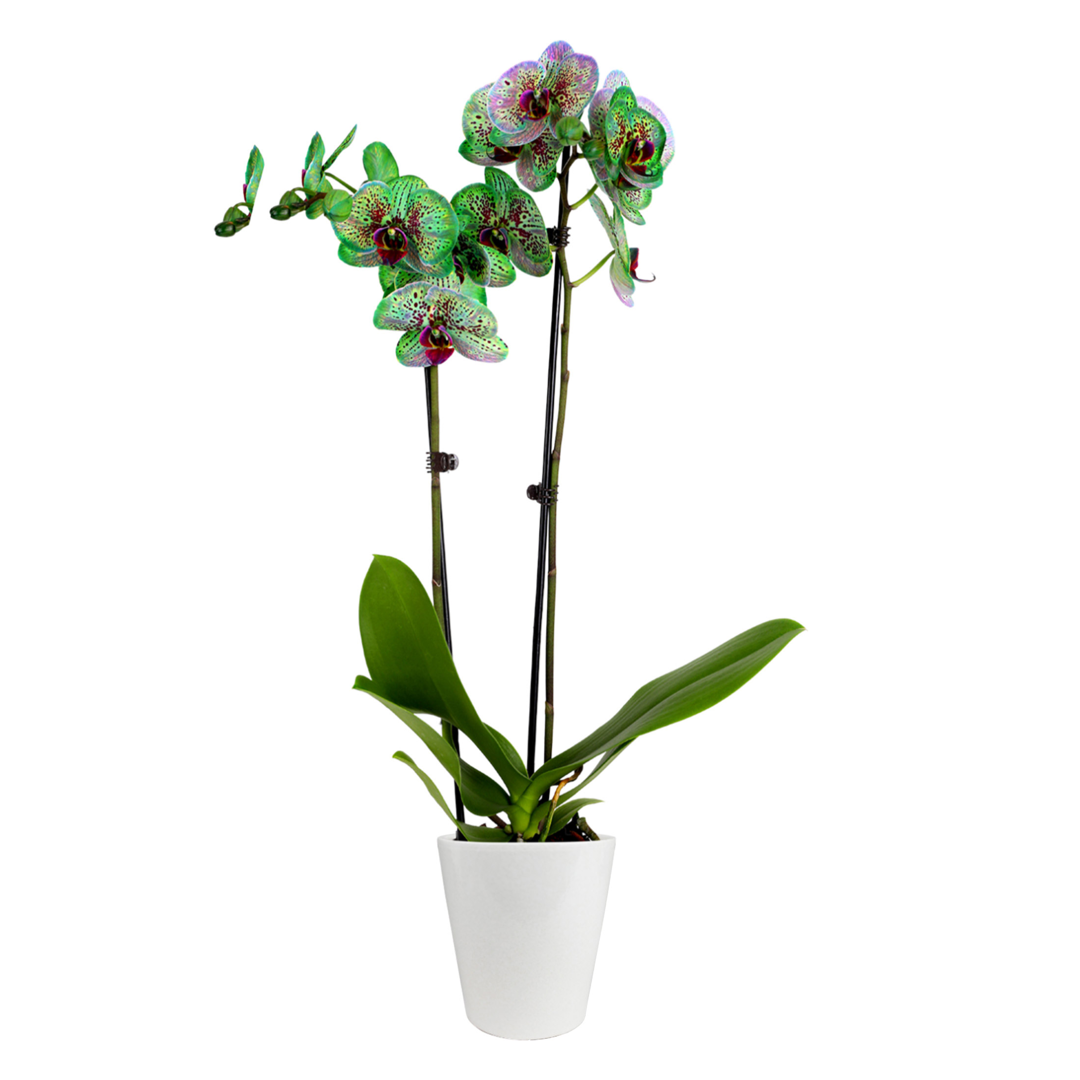 5" Kaleidoscope Orchid in White Quinn Pot