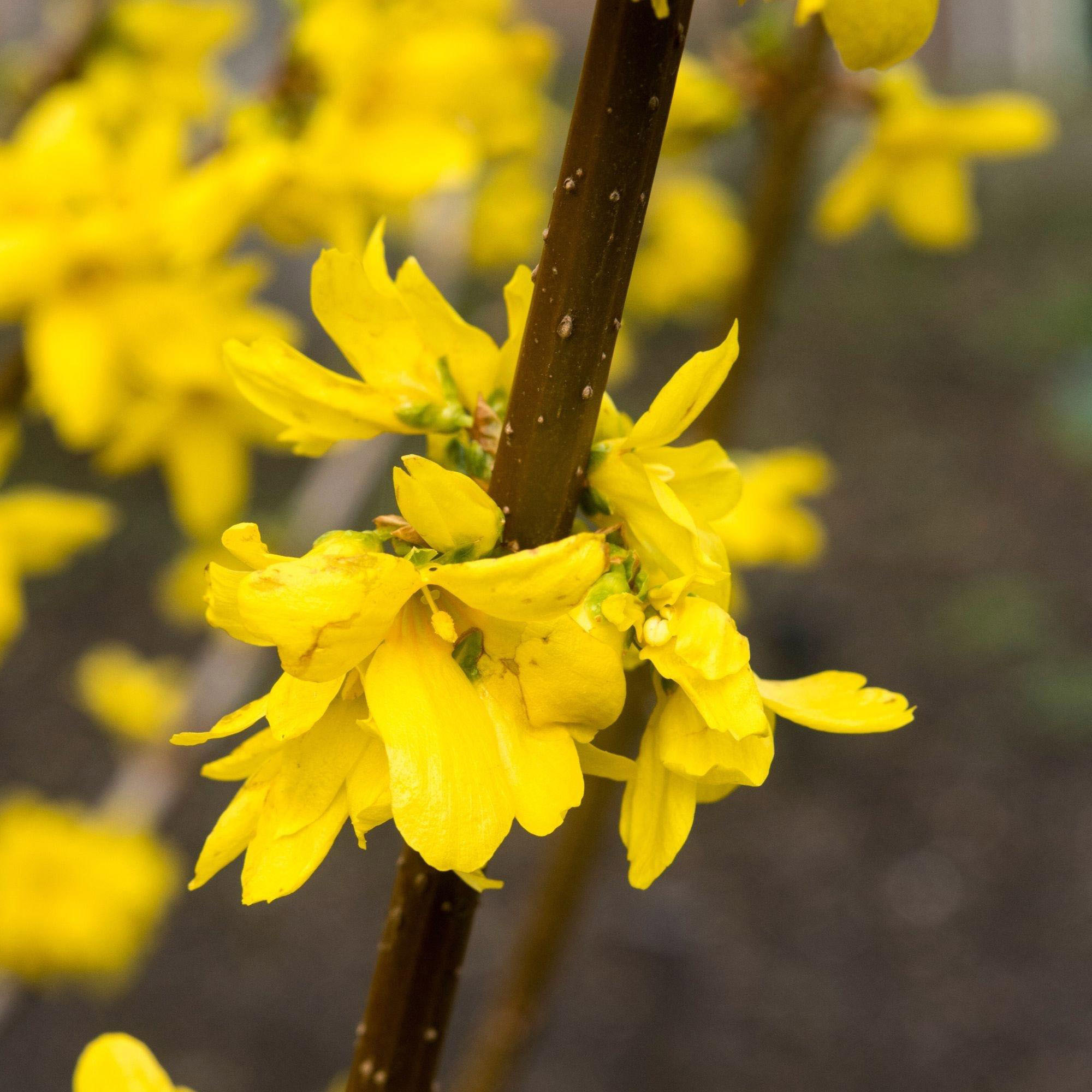 Enlarge Product Preview 3 Successfully Enriched by automation Job.