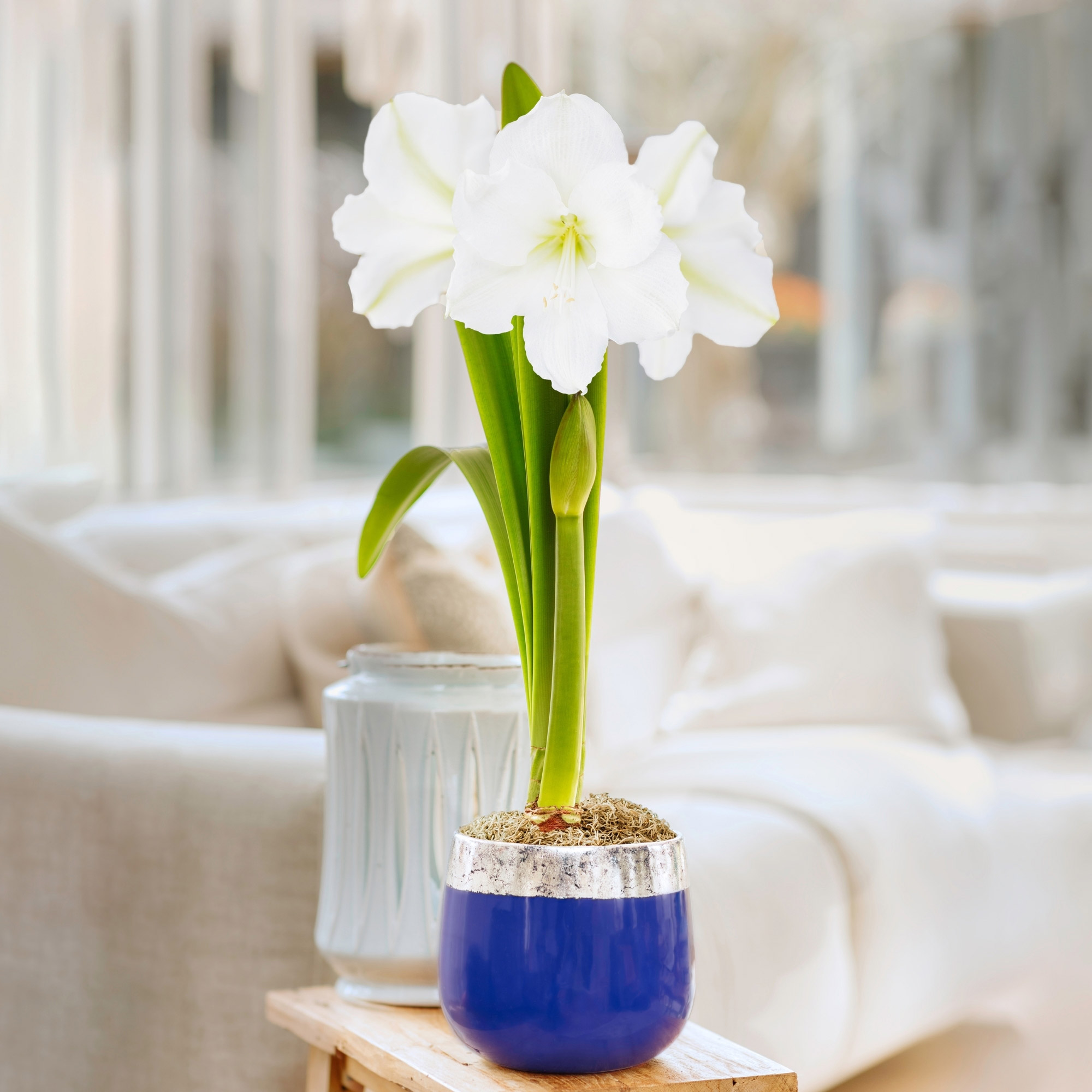 Longfield Gardens Amaryllis Christmas Gift Kit with Blue with Silver  Ceramic, 1 bulb | Costco