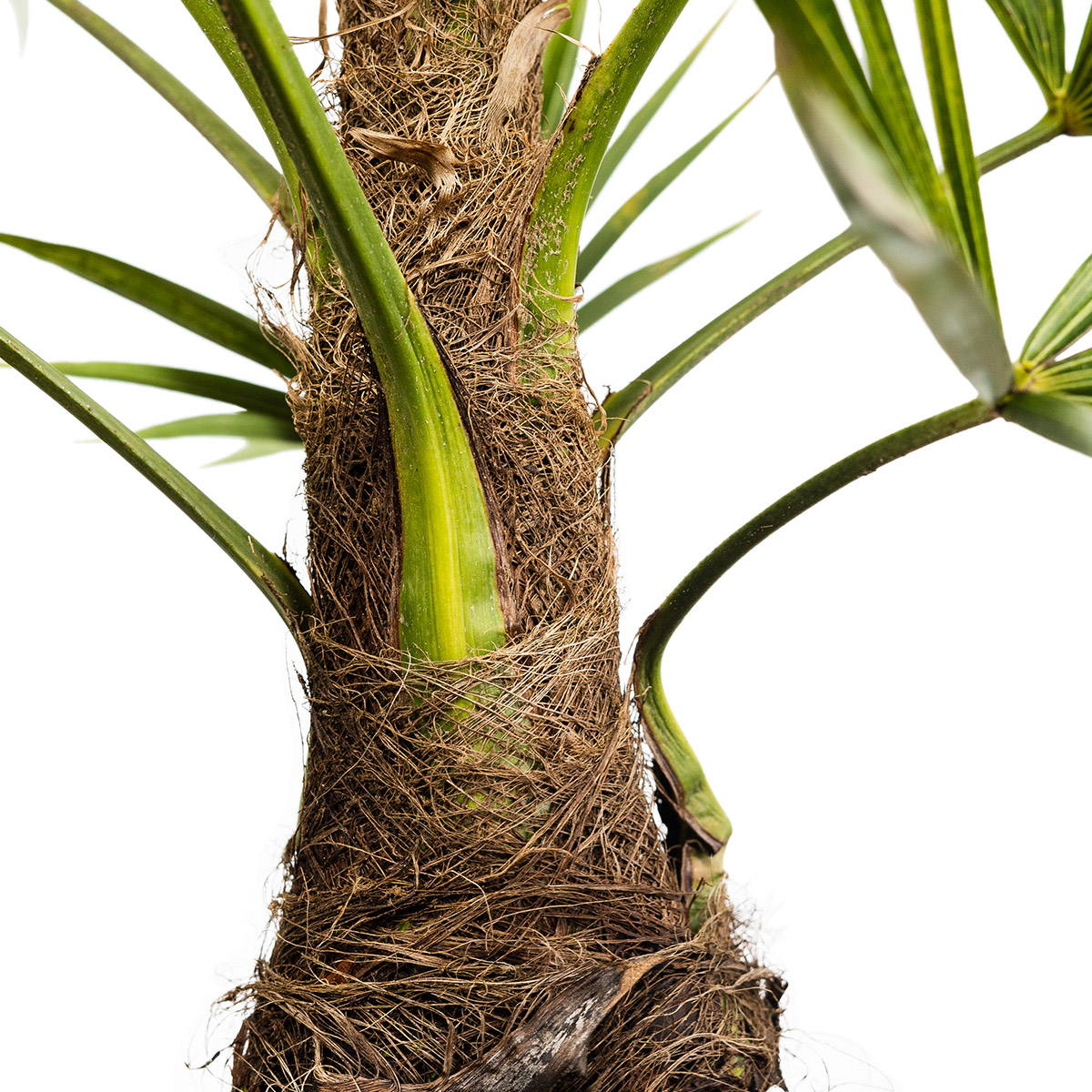 Enlarge Product Preview 5