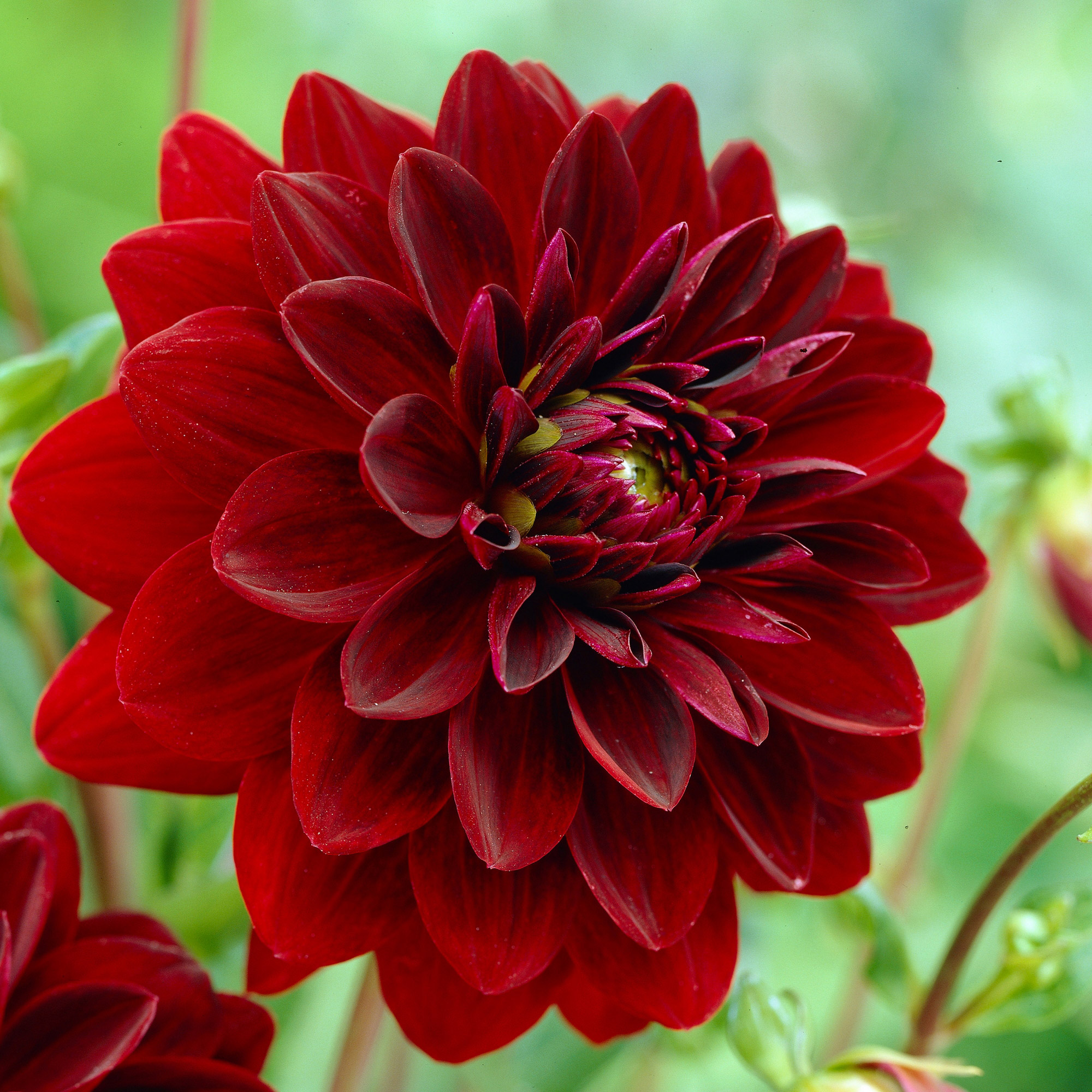 Enlarge Product Preview 3