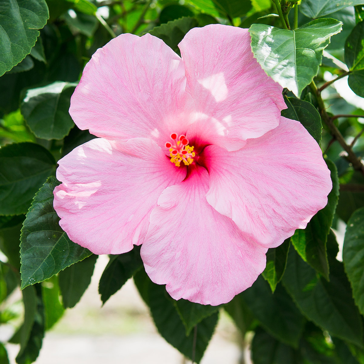 Enlarge Product Preview 3