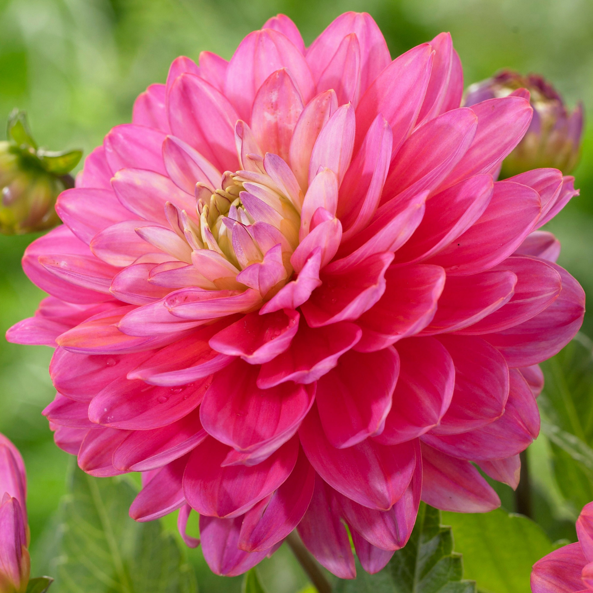 Enlarge Product Preview 4