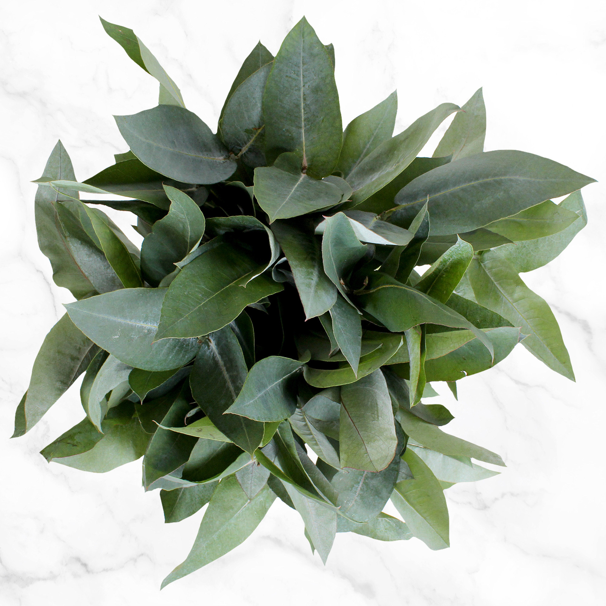 Enlarge Product Preview 2