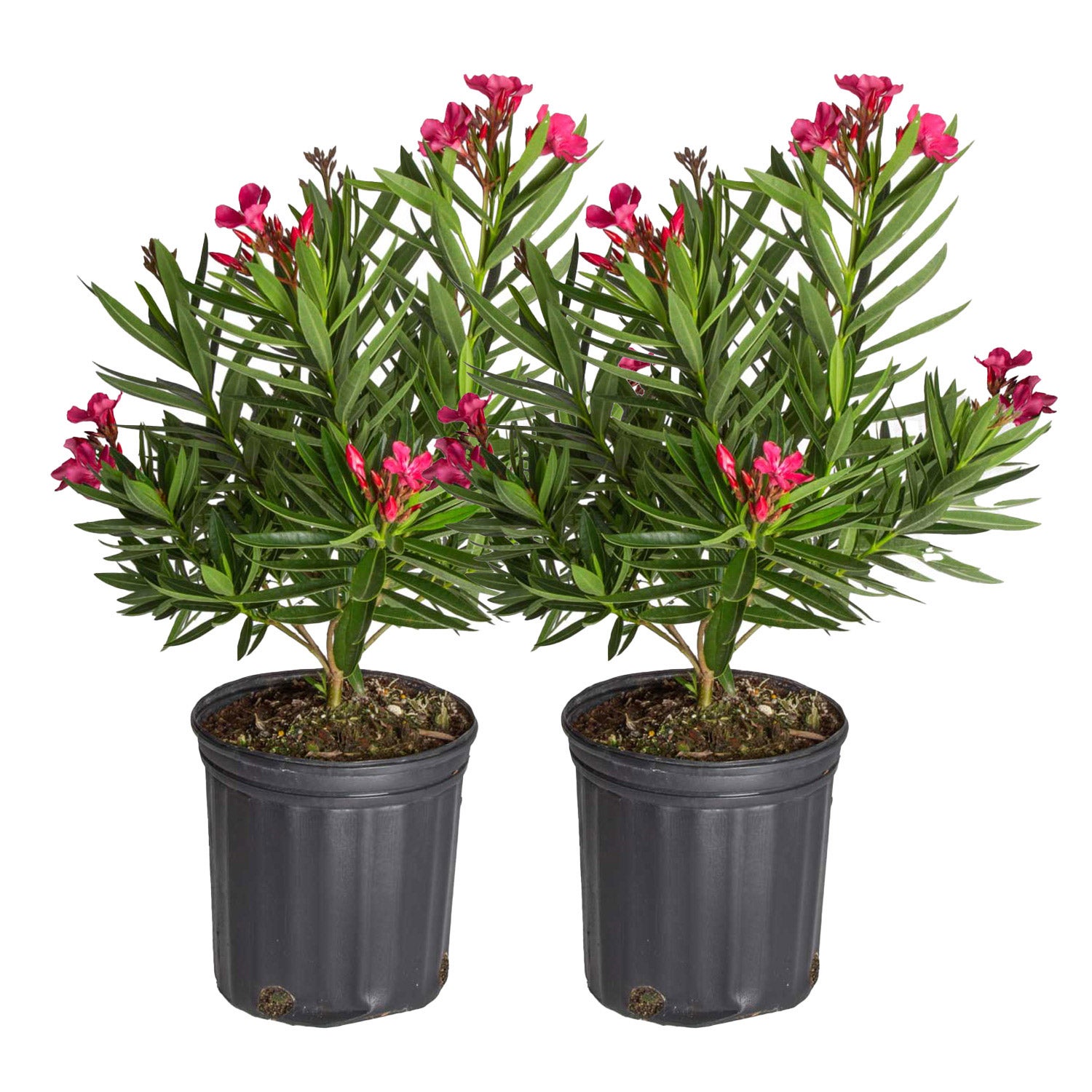 buy planters Bibendum Low Planter by Campania International Natural