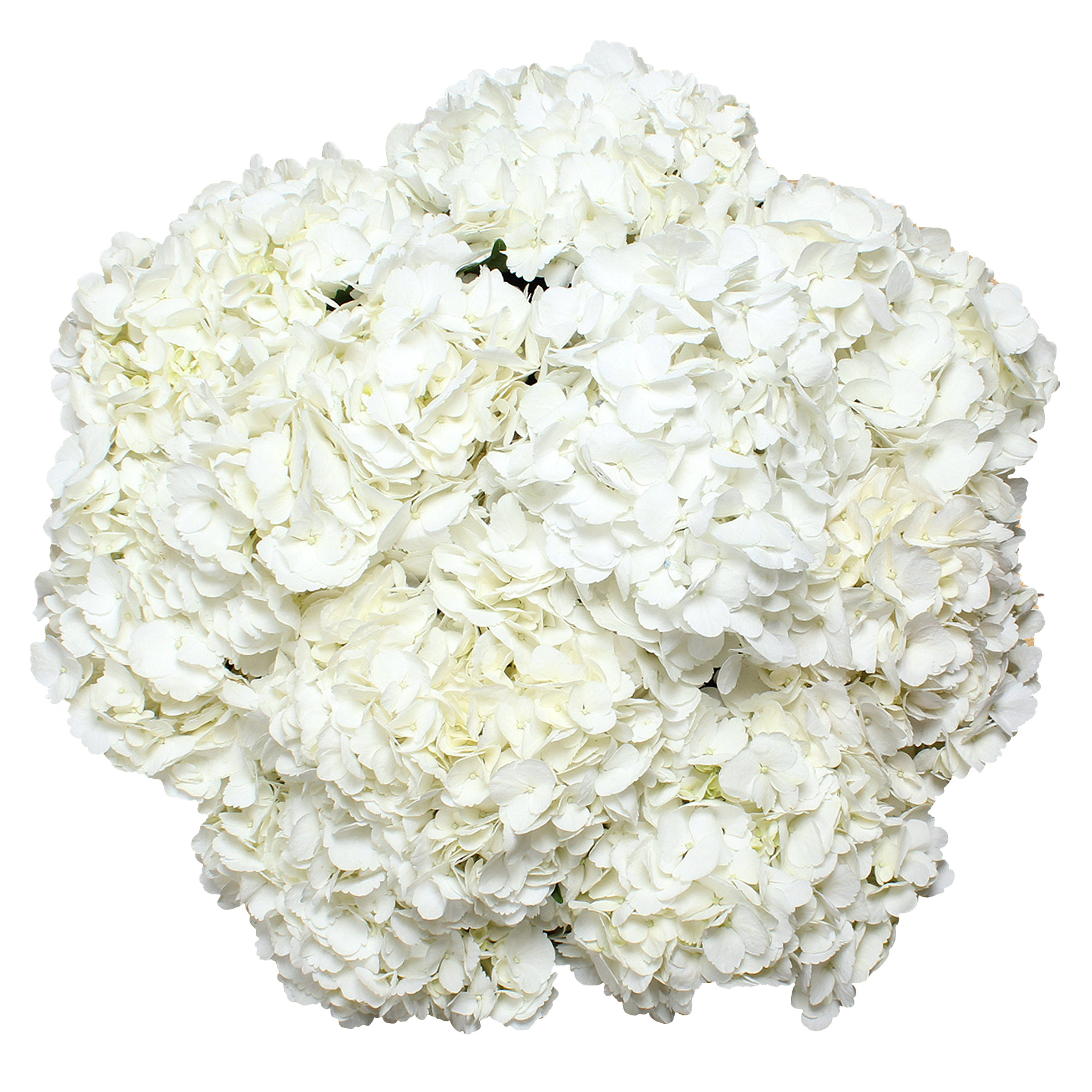 Ensemble de 30 tiges d’hydrangée