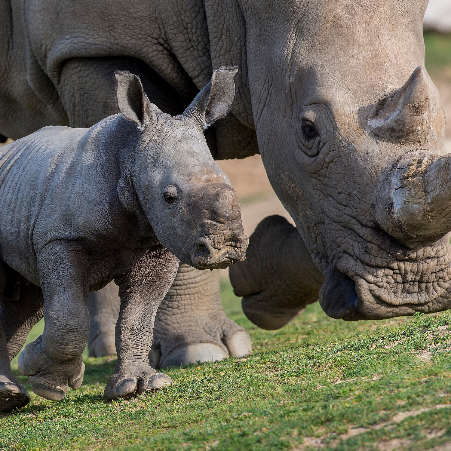 Enlarge Product Preview 6 Successfully Enriched by automation Job.