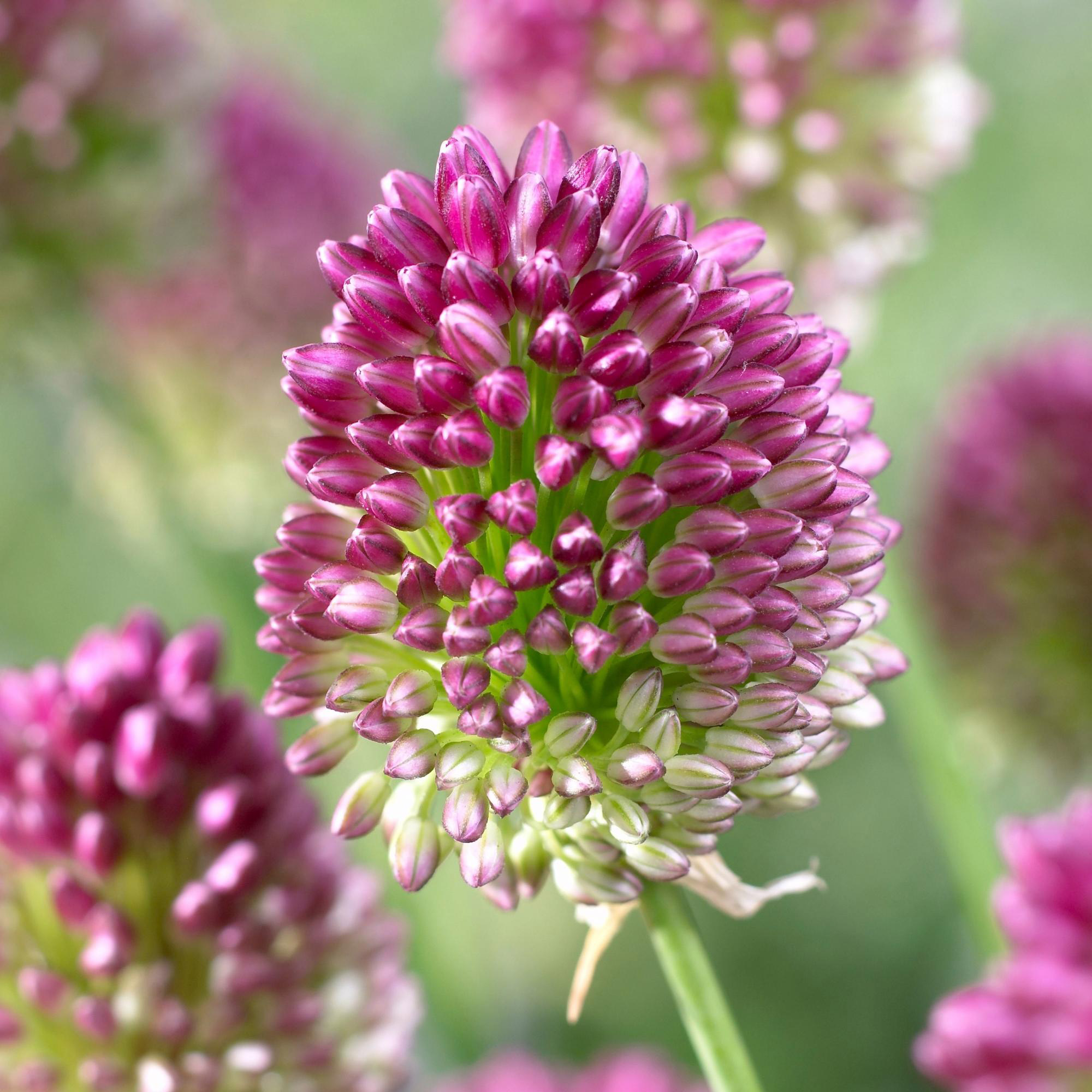 Enlarge Product Preview 2