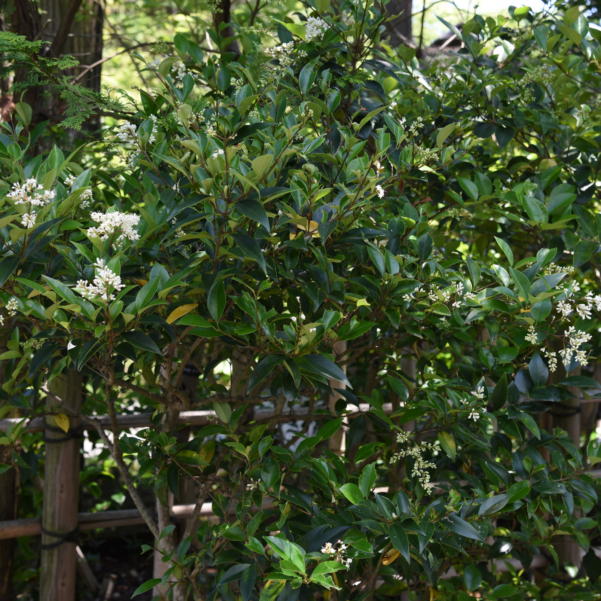 Enlarge Product Preview 2