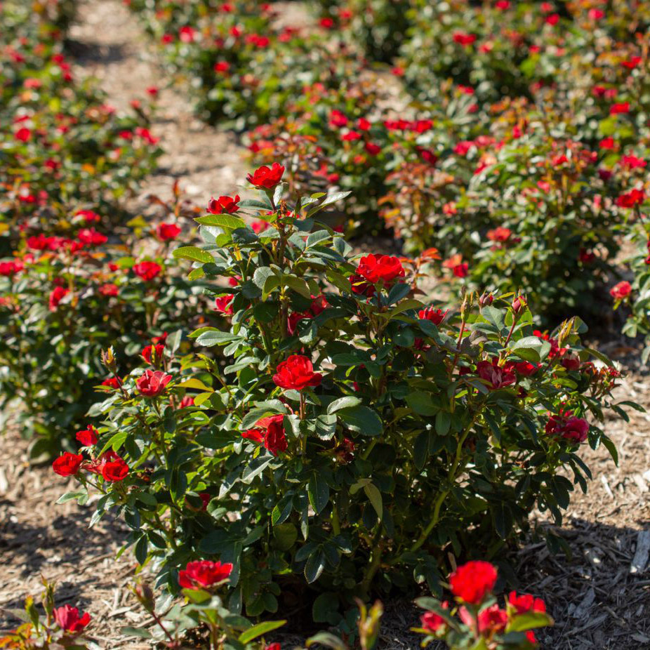 Enlarge Product Preview 2