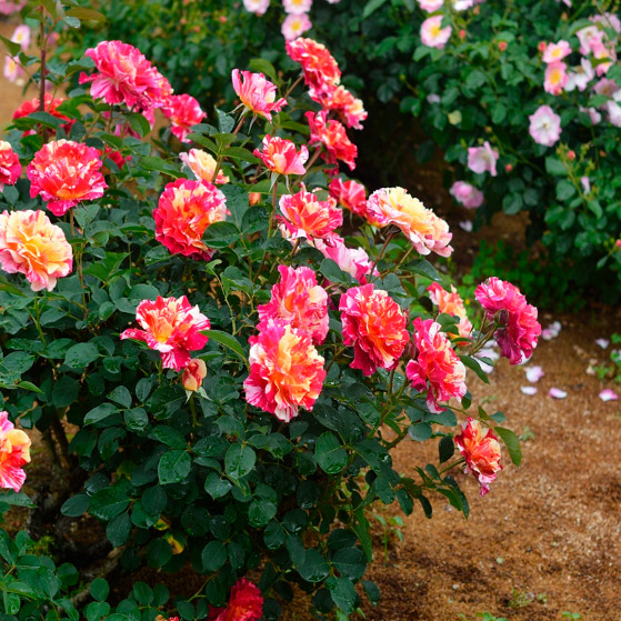 Enlarge Product Preview 3