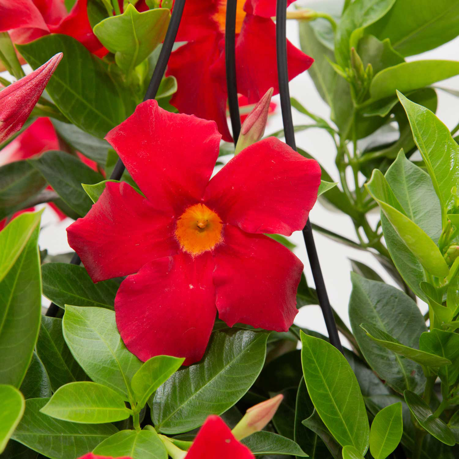 Enlarge Product Preview 3 Successfully Enriched by automation Job.