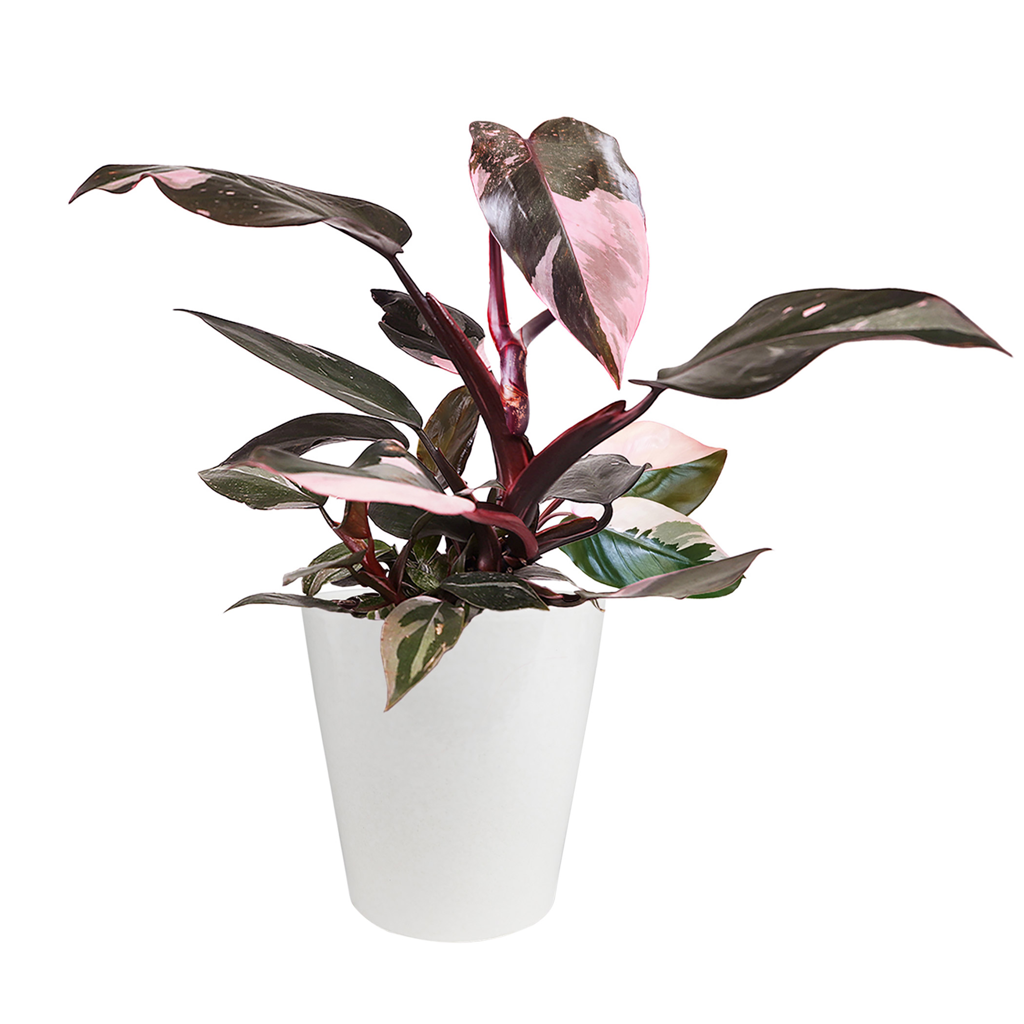 Vibrant 5" Live Pink Princess Plant