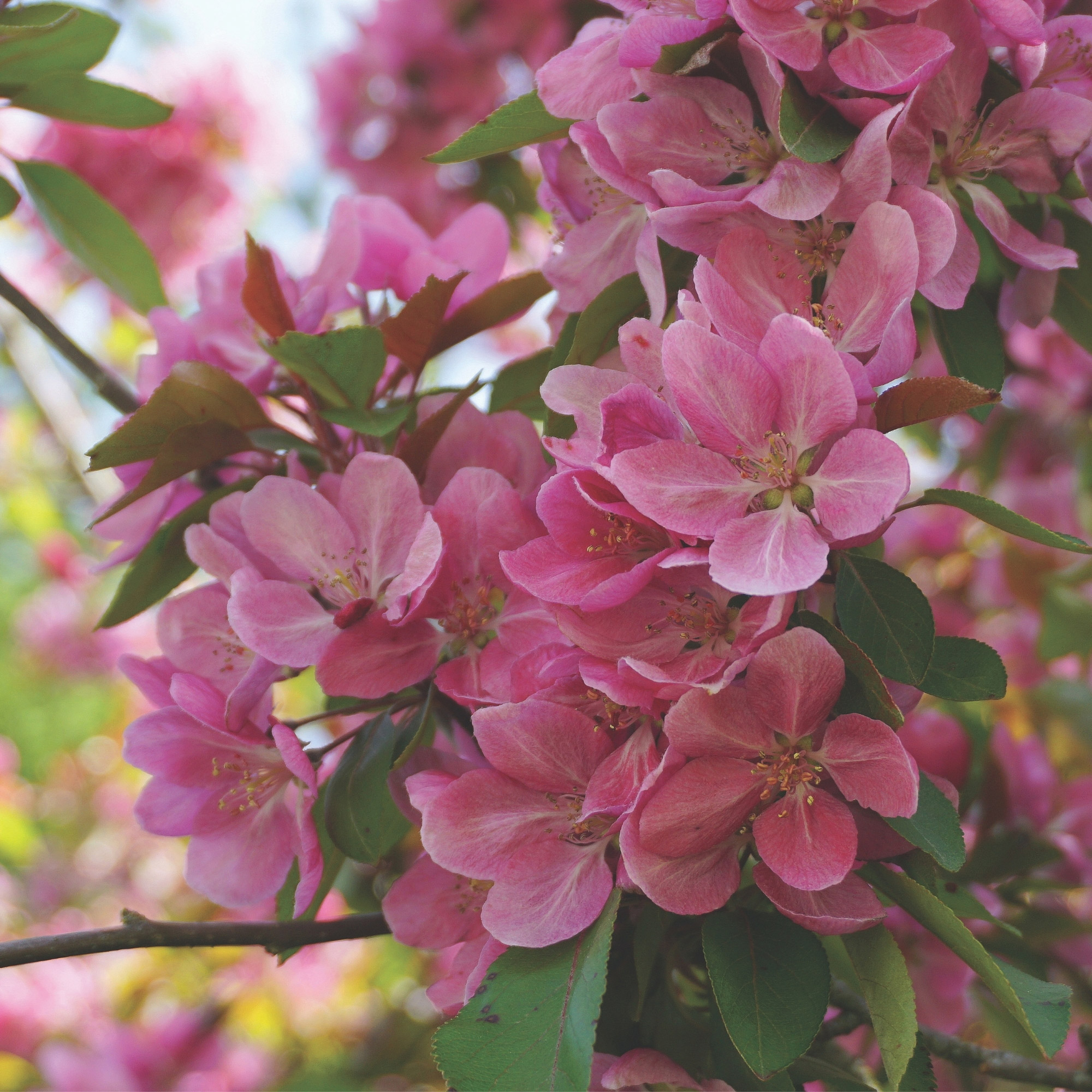 Enlarge Product Preview 5