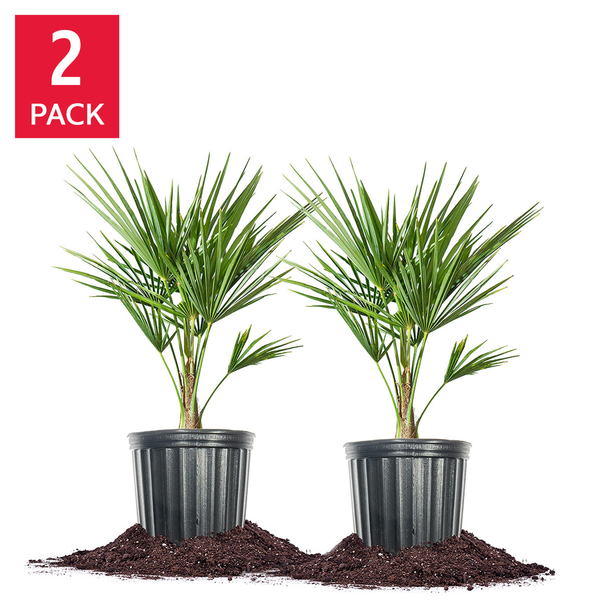 Windmill Palm Tree, 2-pack | Costco