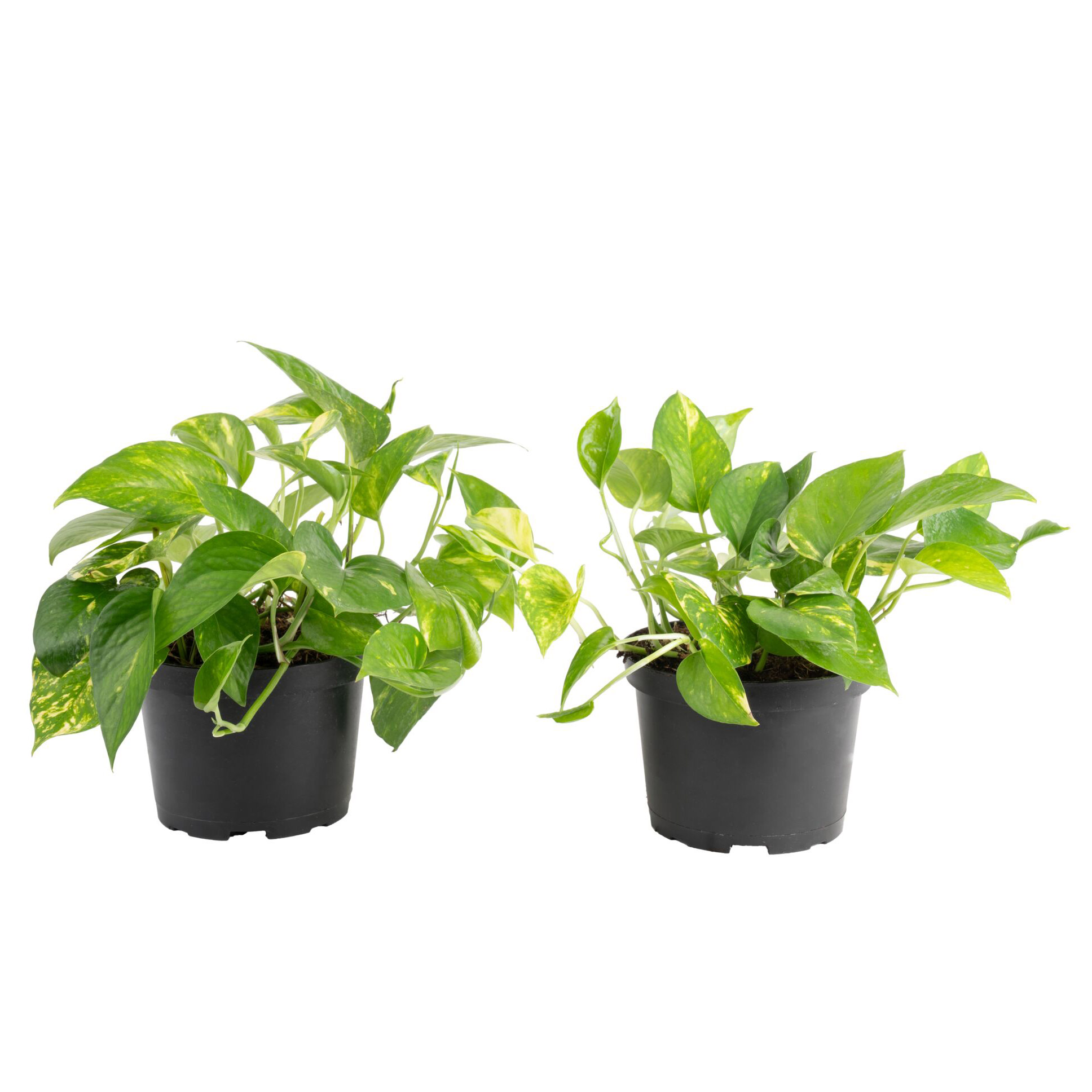 Costa Farms Golden Pothos  Devil’s Ivy  Houseplant in Nursery Pot  2-pack