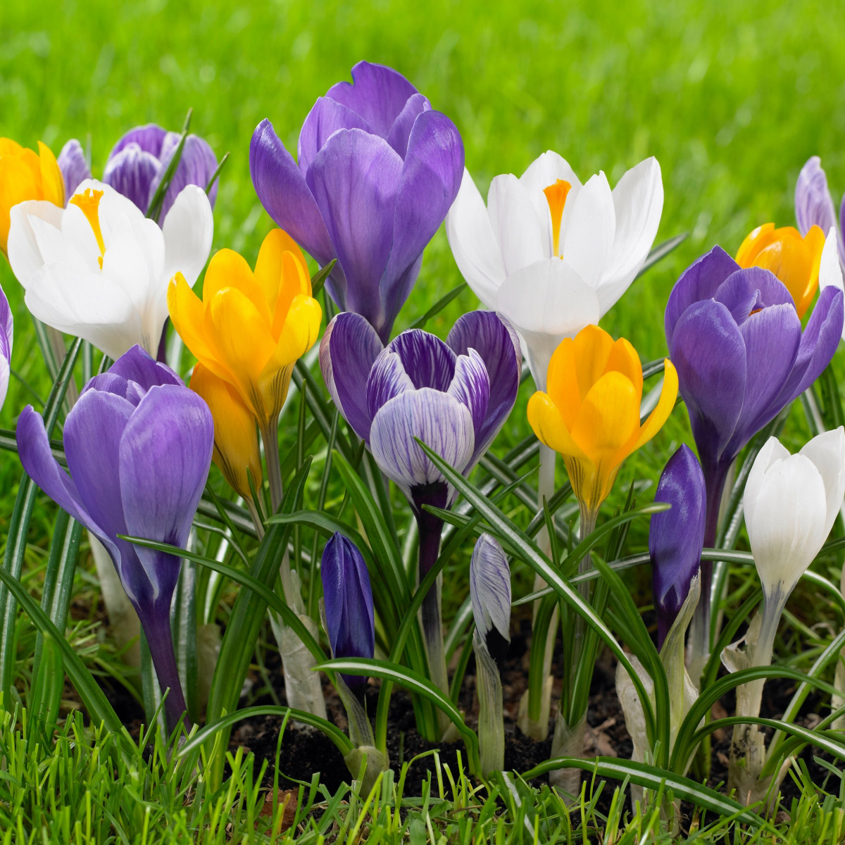 Longfield Gardens Crocus Flowering Mix