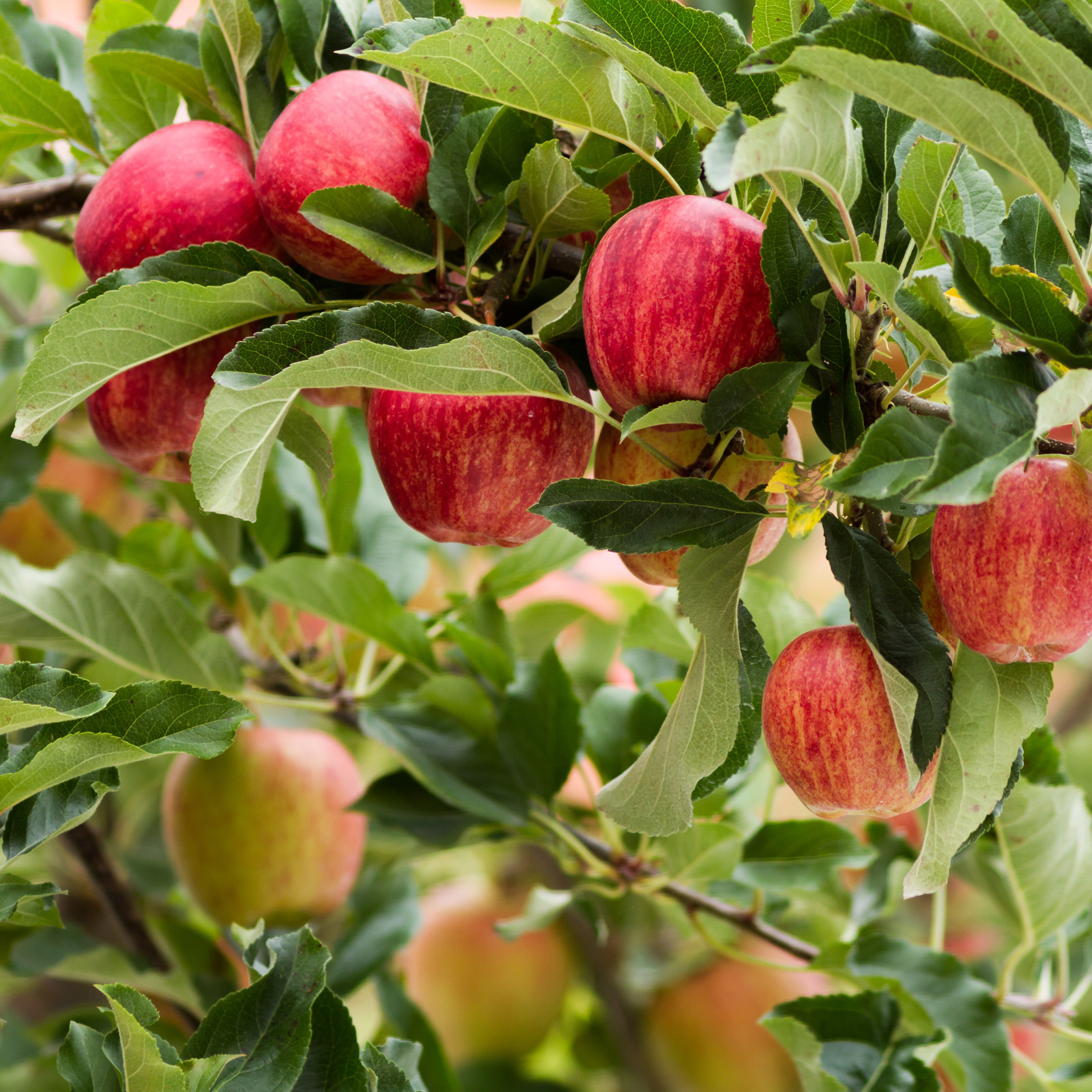 Enlarge Product Preview 3