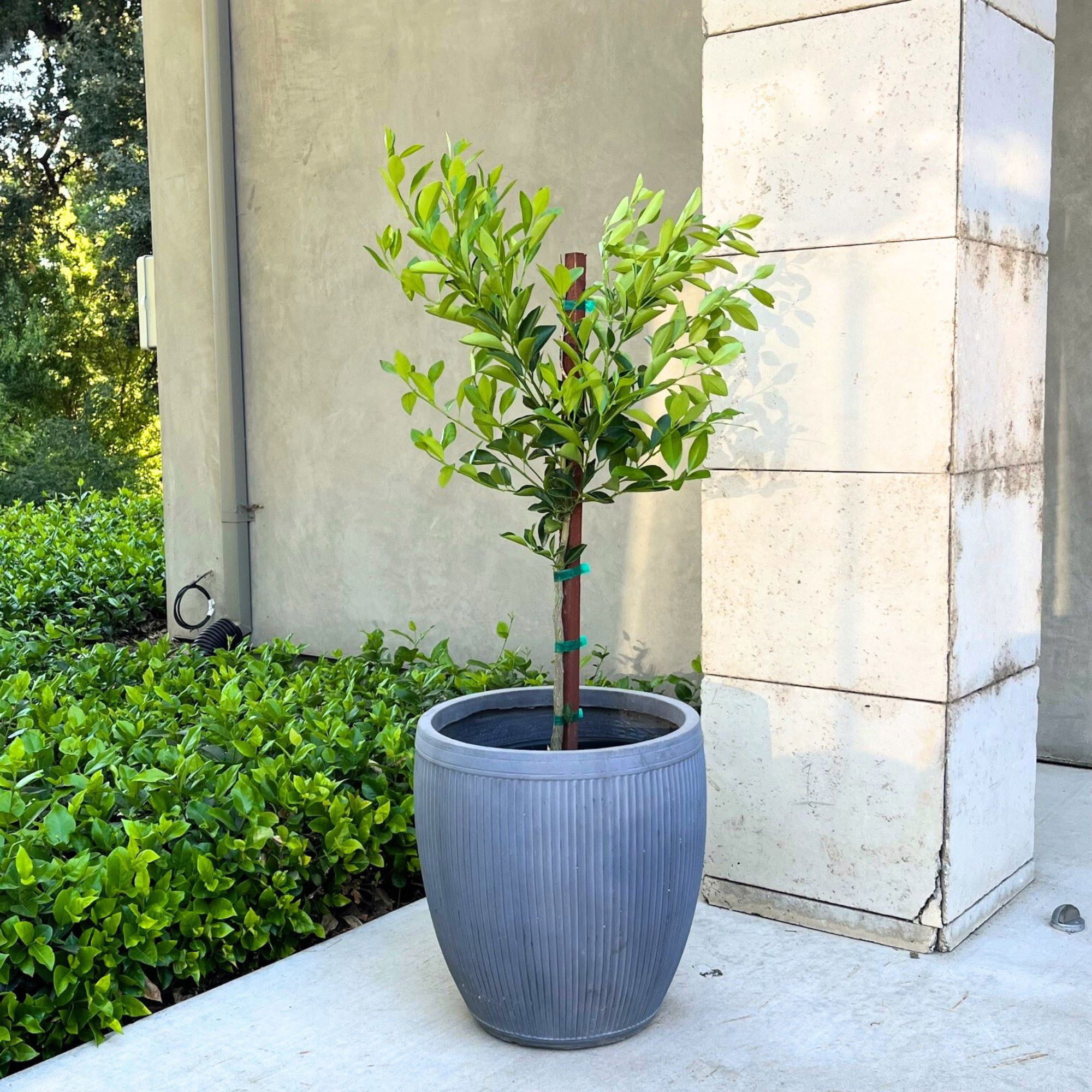 Enlarge Product Preview 3 Successfully Enriched by automation Job.