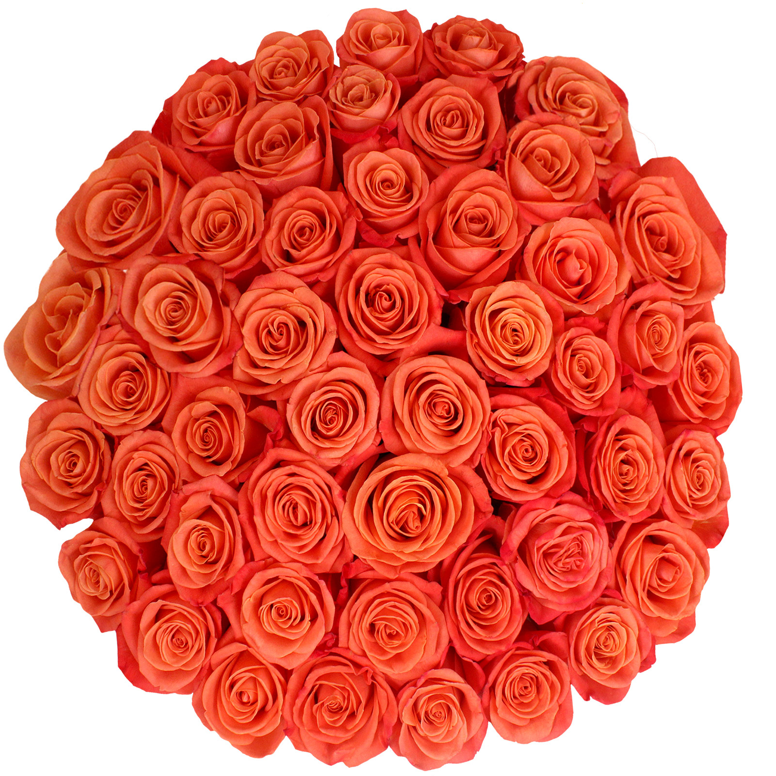 Roses, 48 Stems - Orange