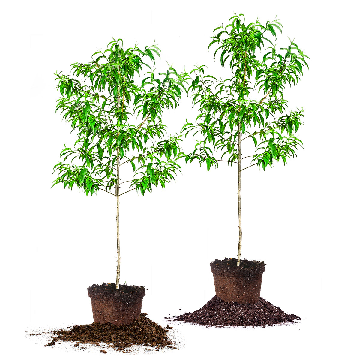 Enlarge Product Preview 2