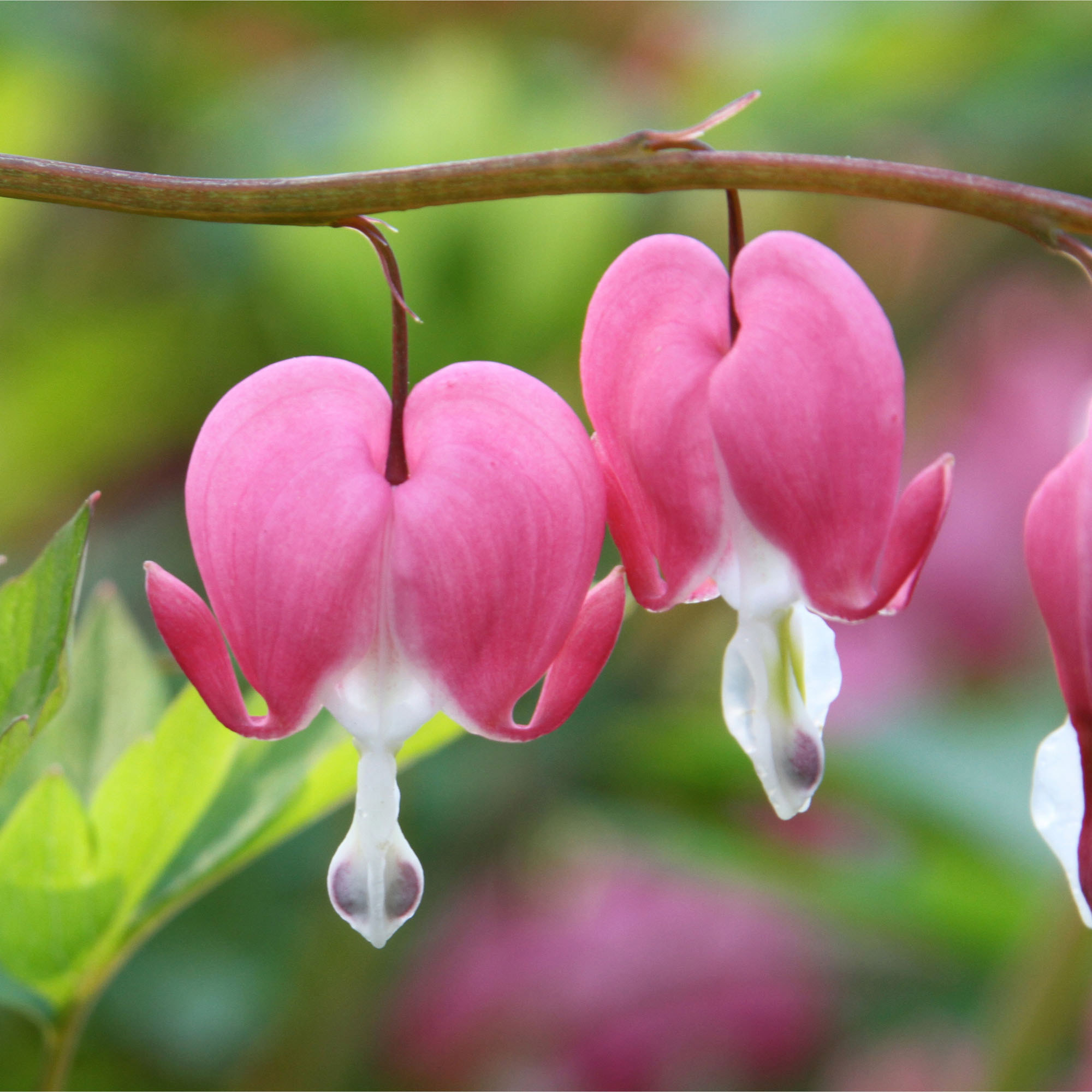 Enlarge Product Preview 3 Successfully Enriched by automation Job.