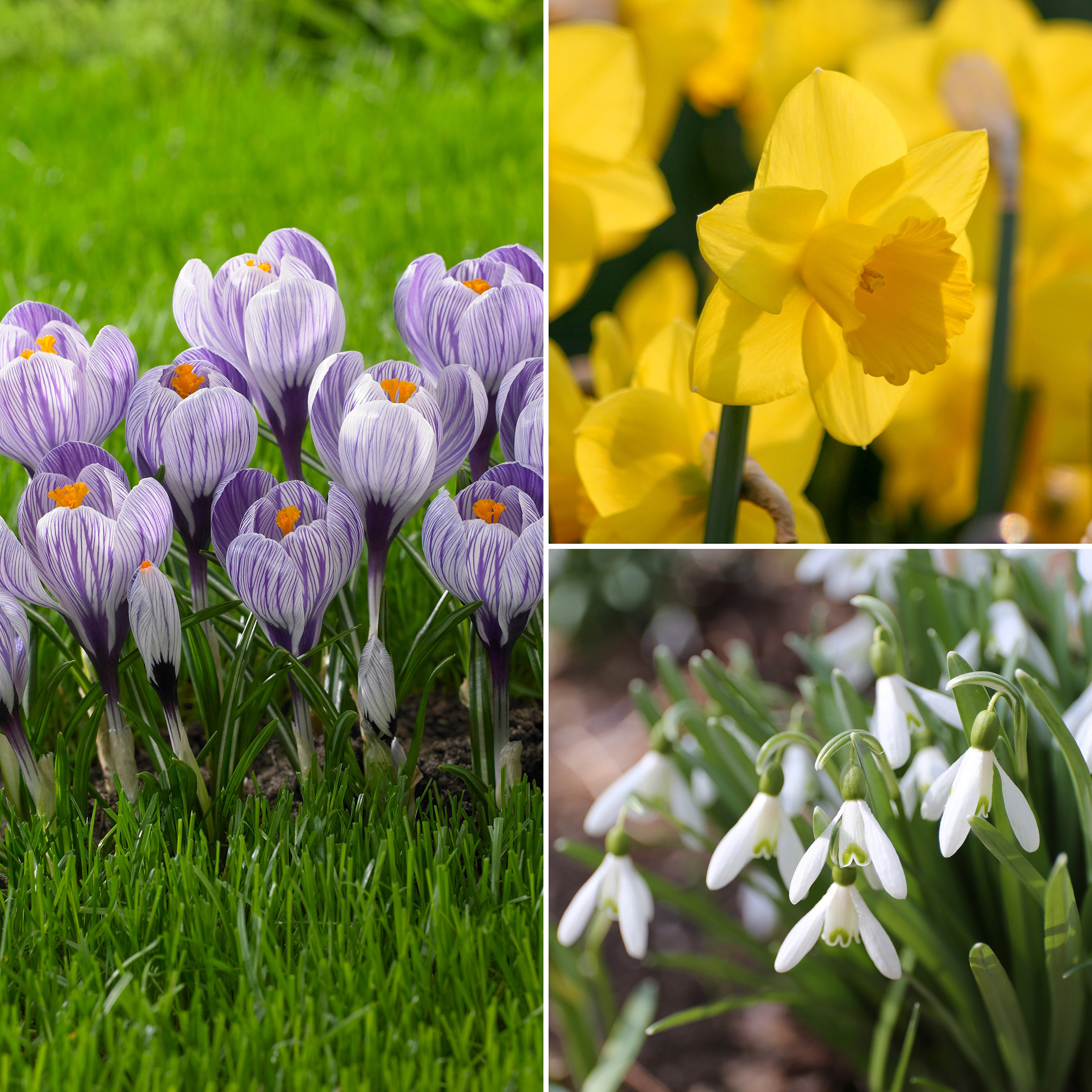 Enlarge Product Preview 2