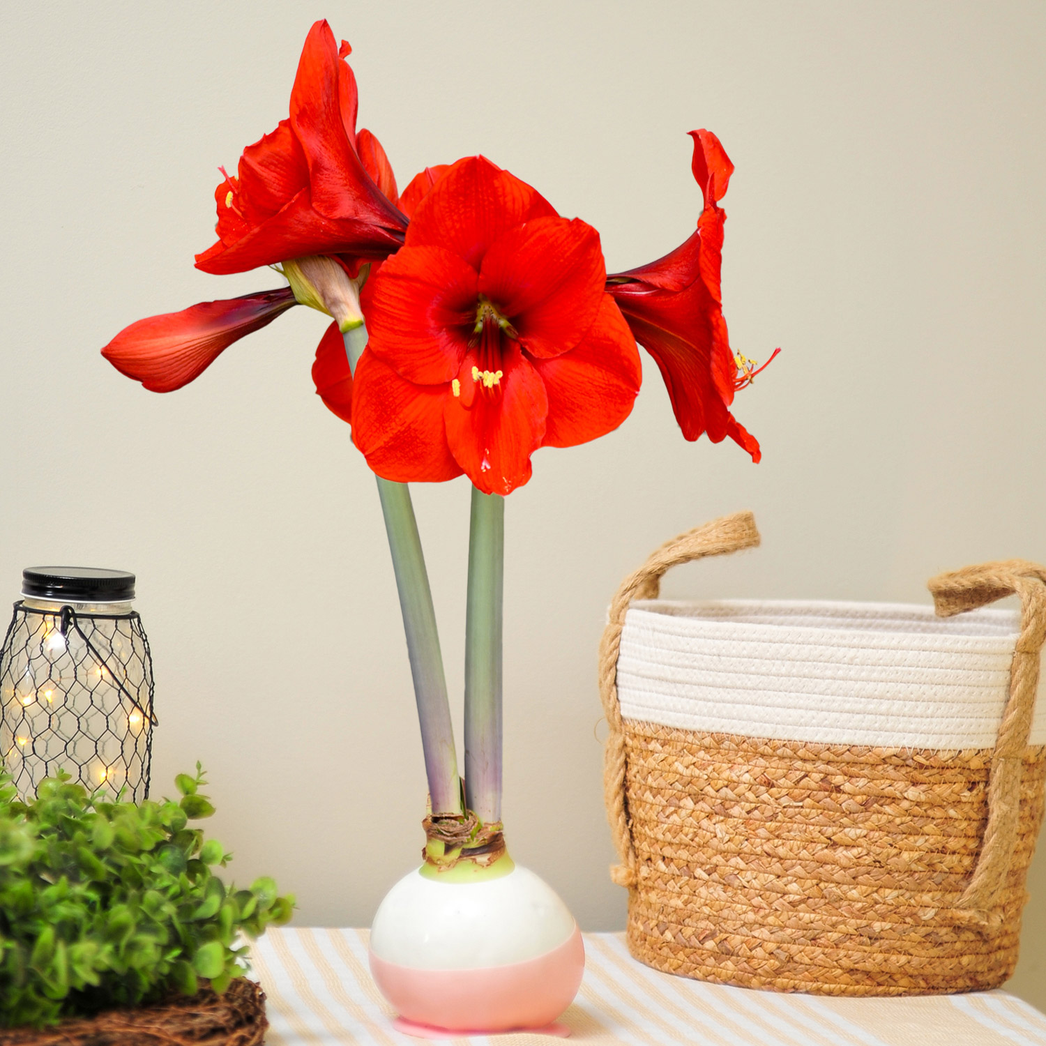 Bloomaker Double Valentine Waxed Amaryllis Trio, No Water Needed