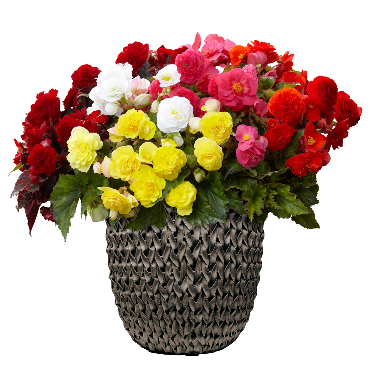 Pre-Planted Begonias (Assorted Double, Includes 5 Bulbs) | Costco