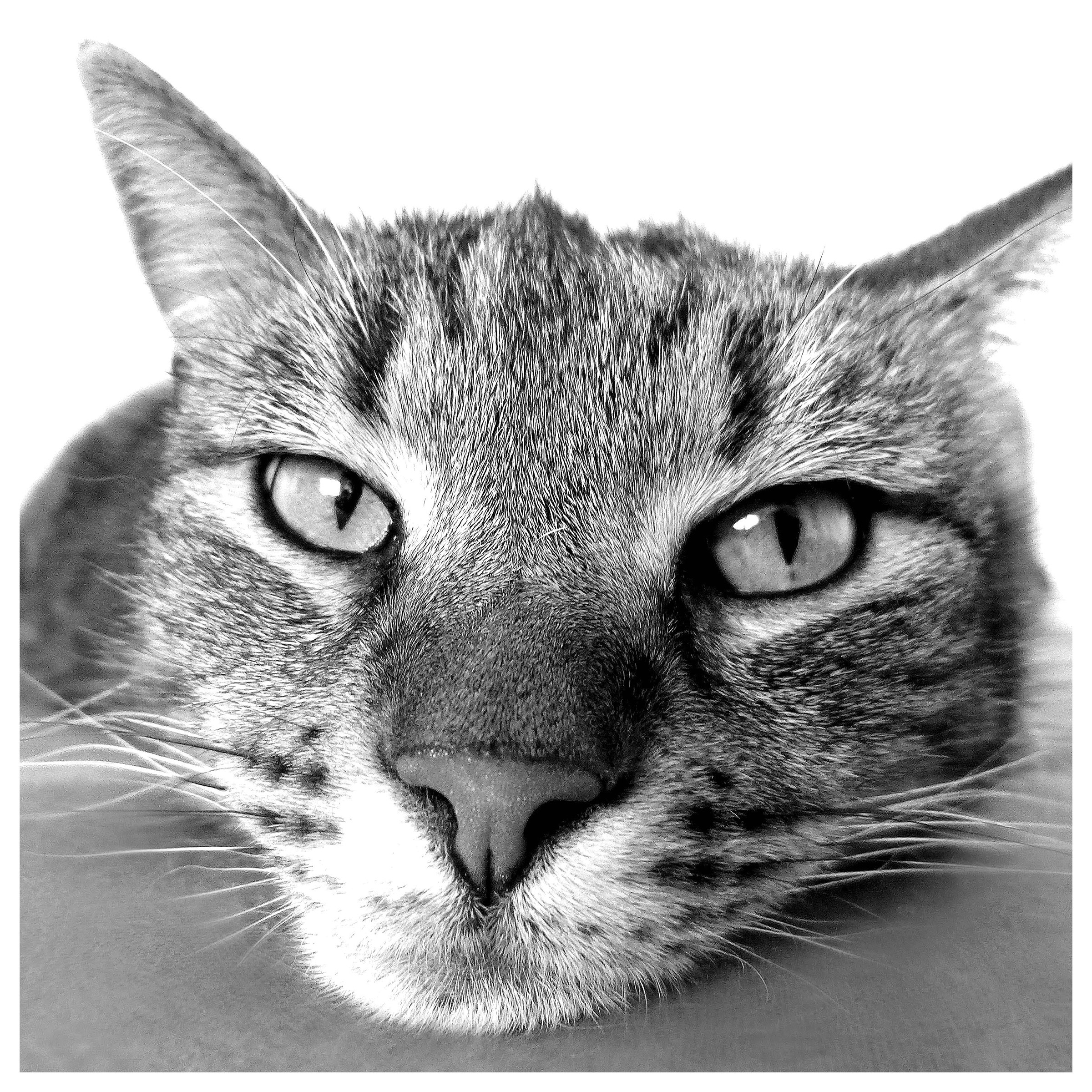 Appollo - Tranquility, 76 cm × 76 cm (30 in. × 30 in.) Black and White Photography on Canvas