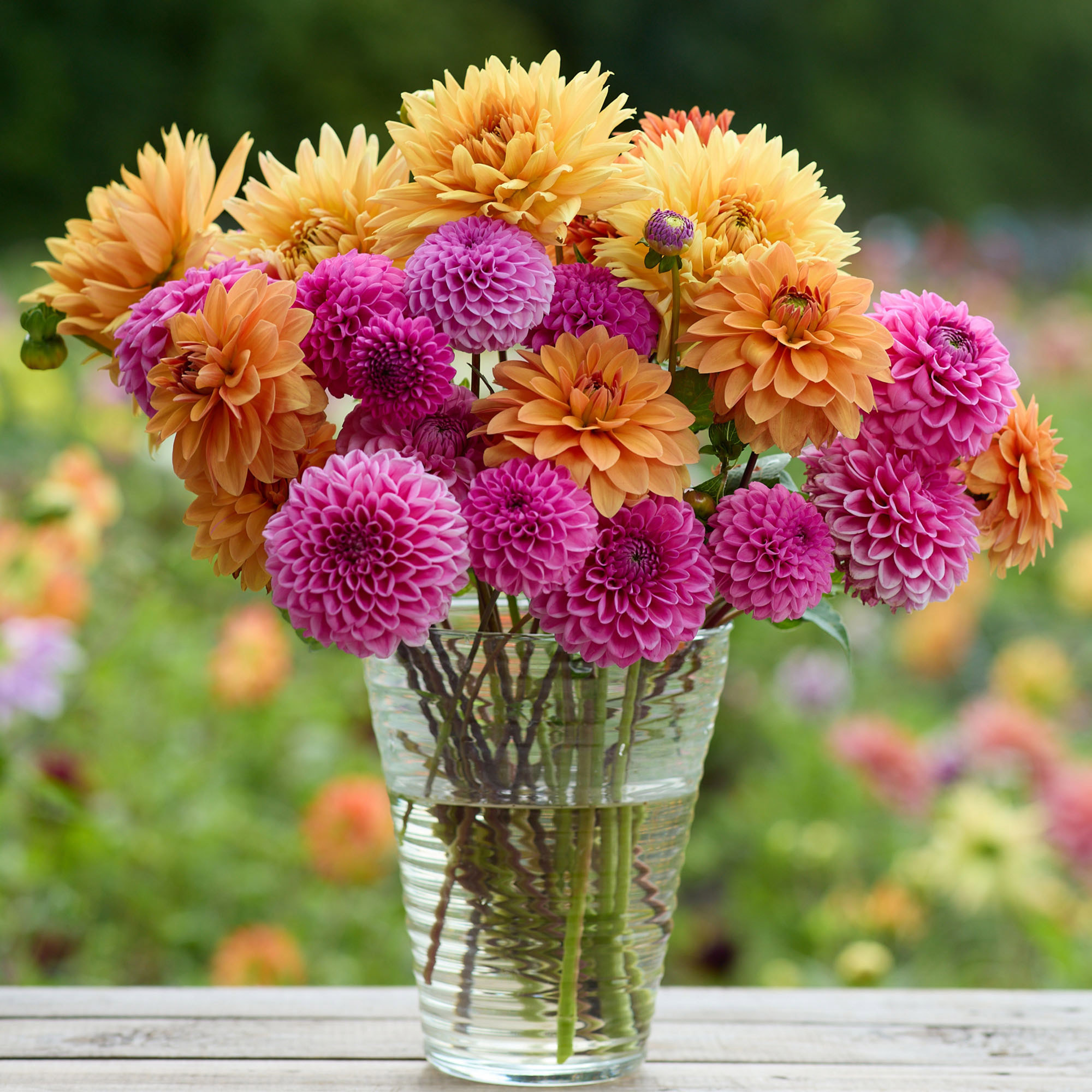 Longfield Gardens Sun Loving Collections