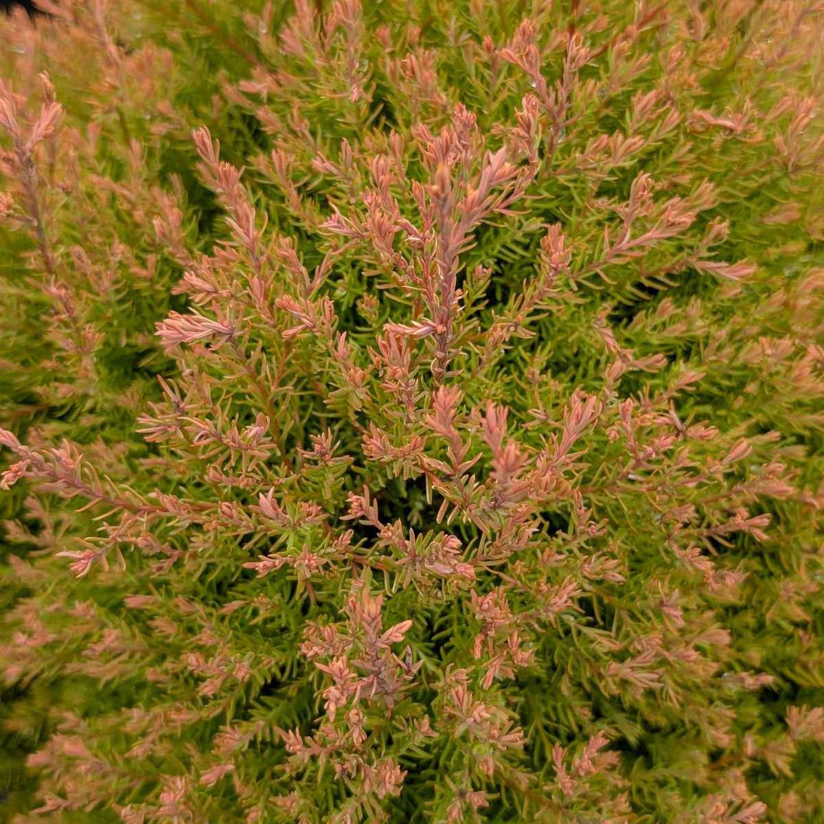 Thuja O. Fire Chief, 3-pack | Costco
