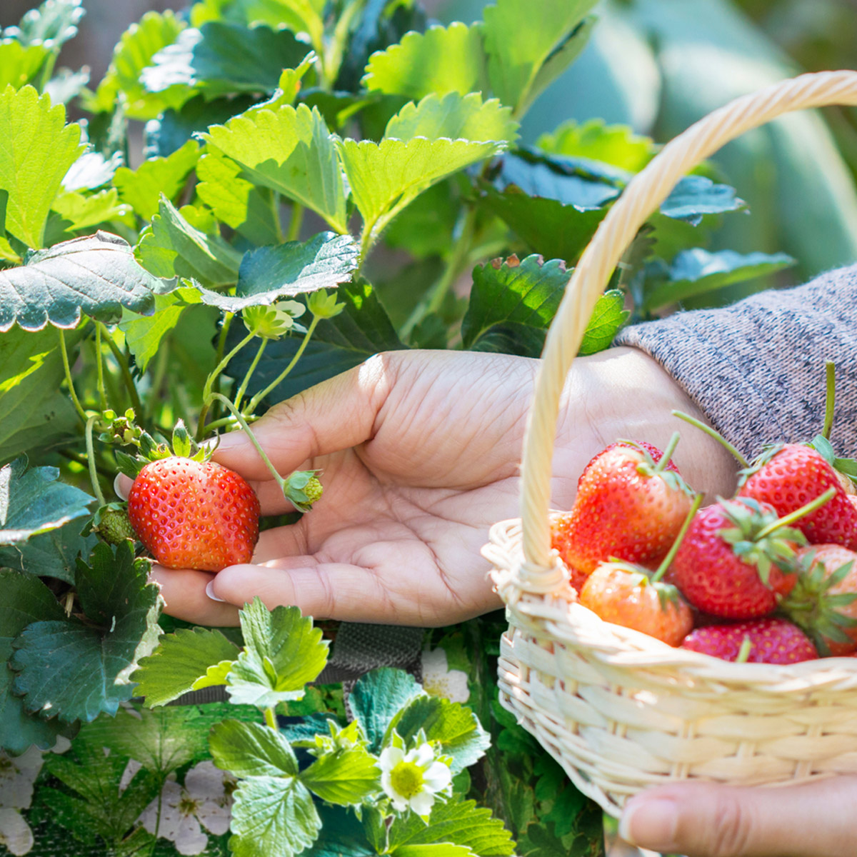 Enlarge Product Preview 4