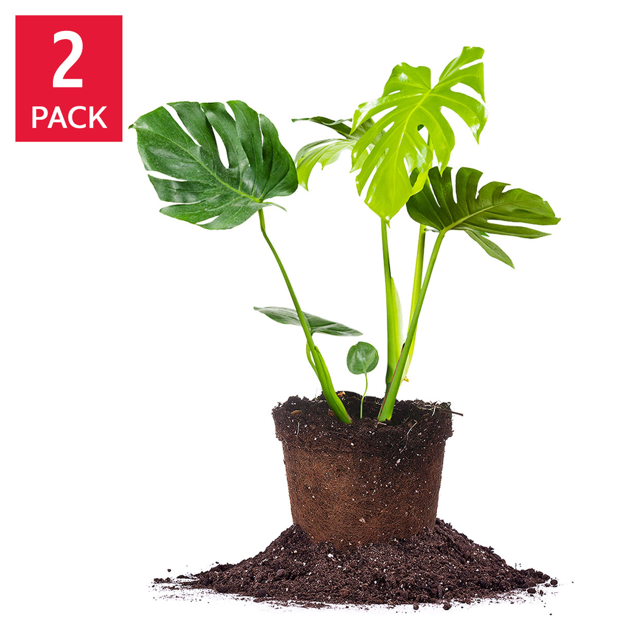 where to buy a peace lily plant Peace Lily main image 0