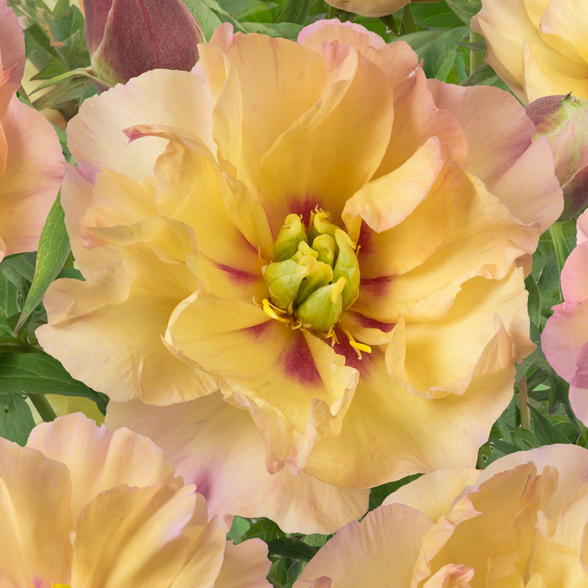 Enlarge Product Preview 4