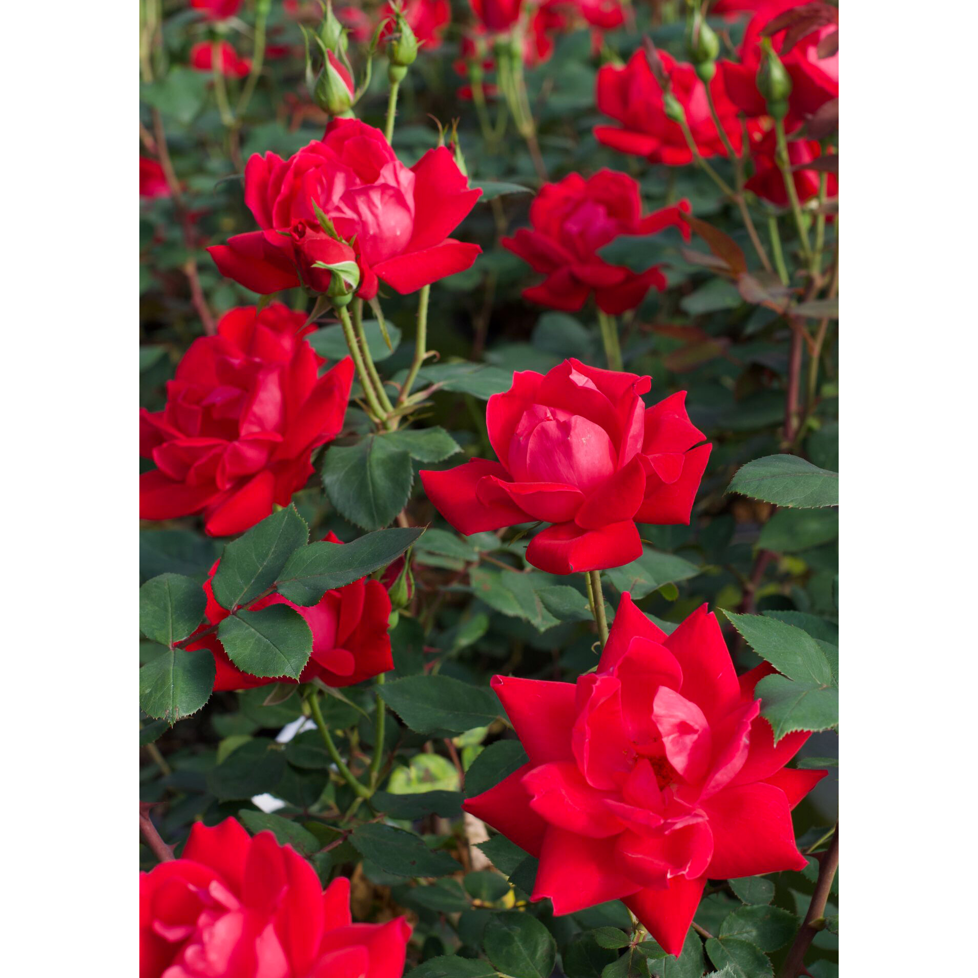 Enlarge Product Preview 3