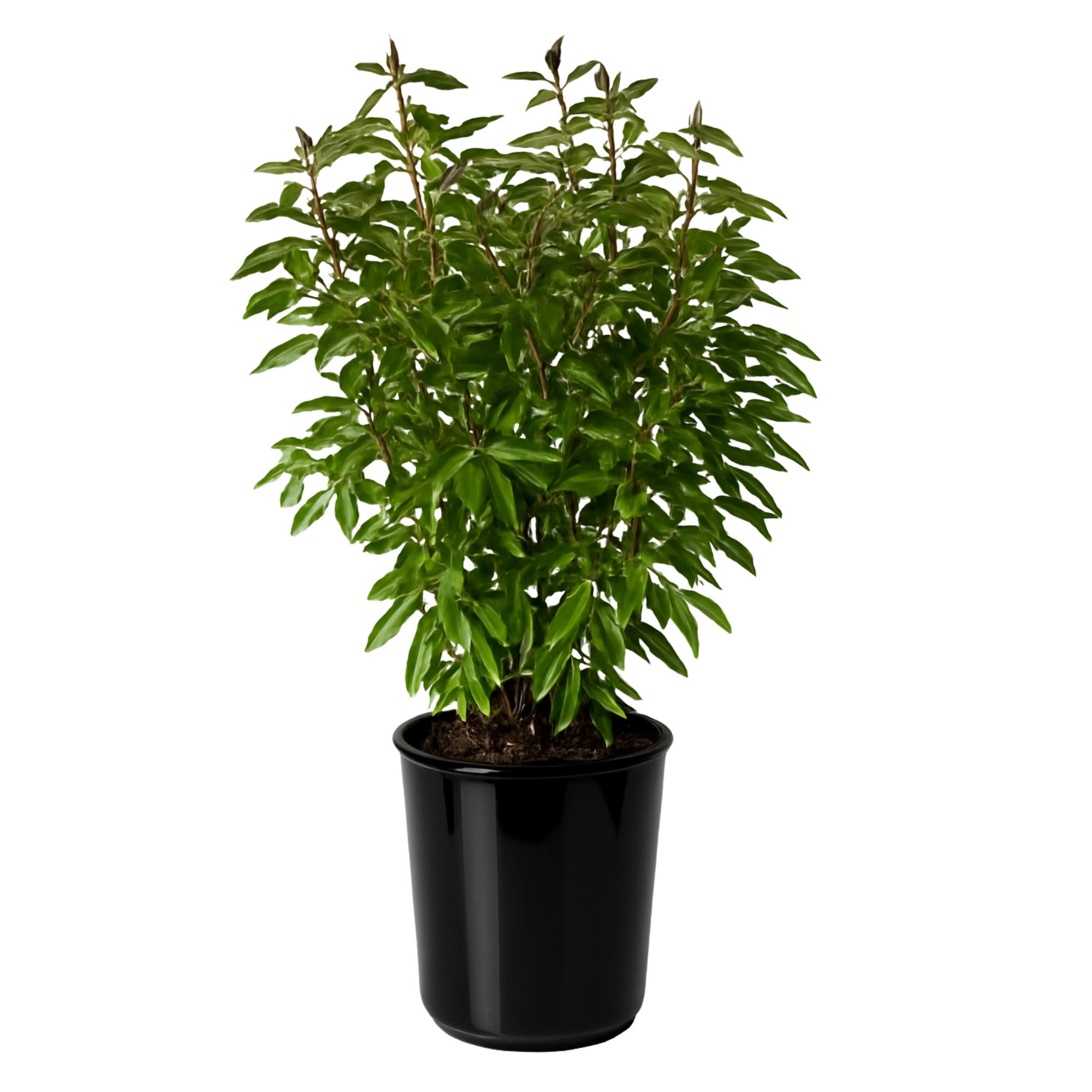 Alder & Oak Peony 'Kansas' | Costco