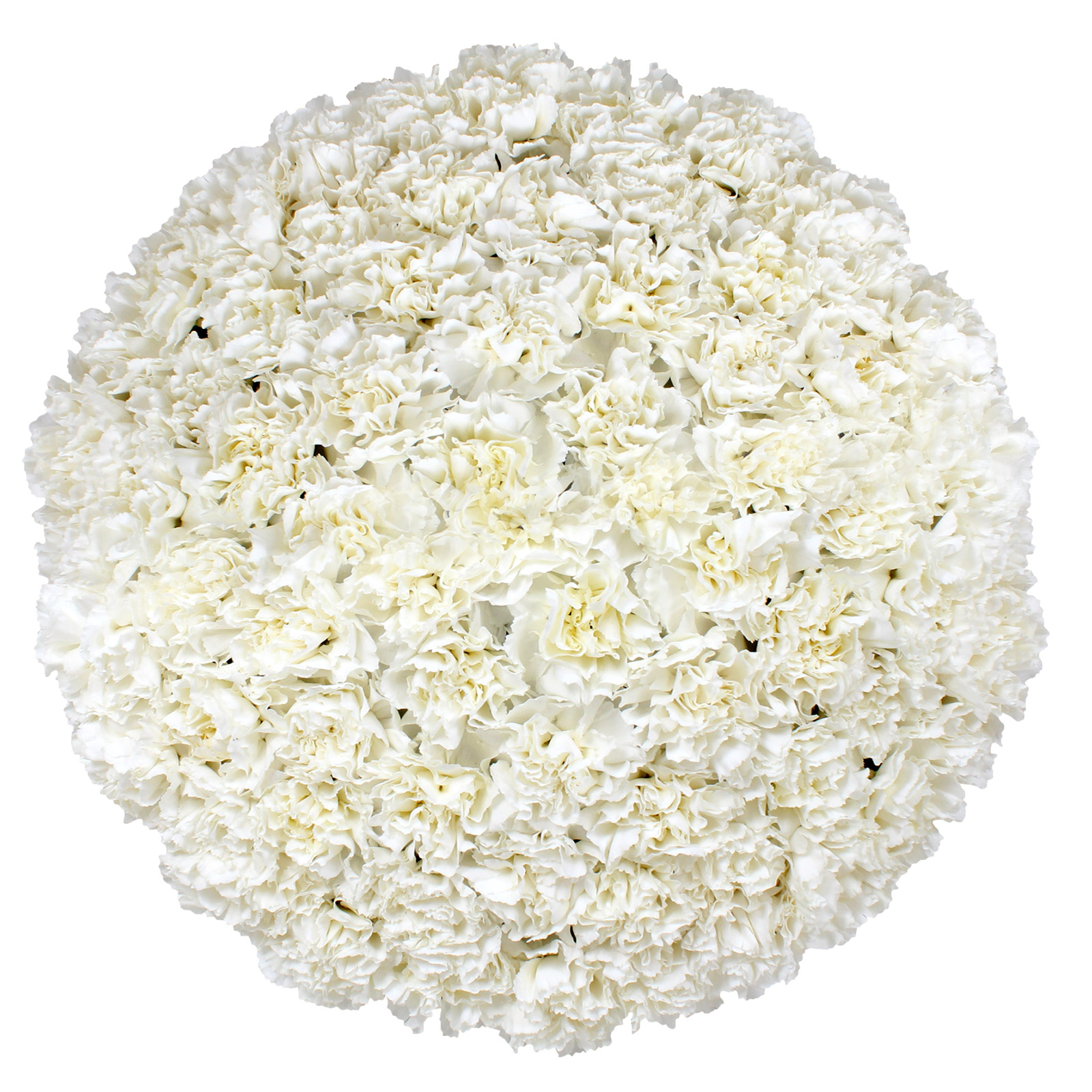 Carnations, 100 Stems