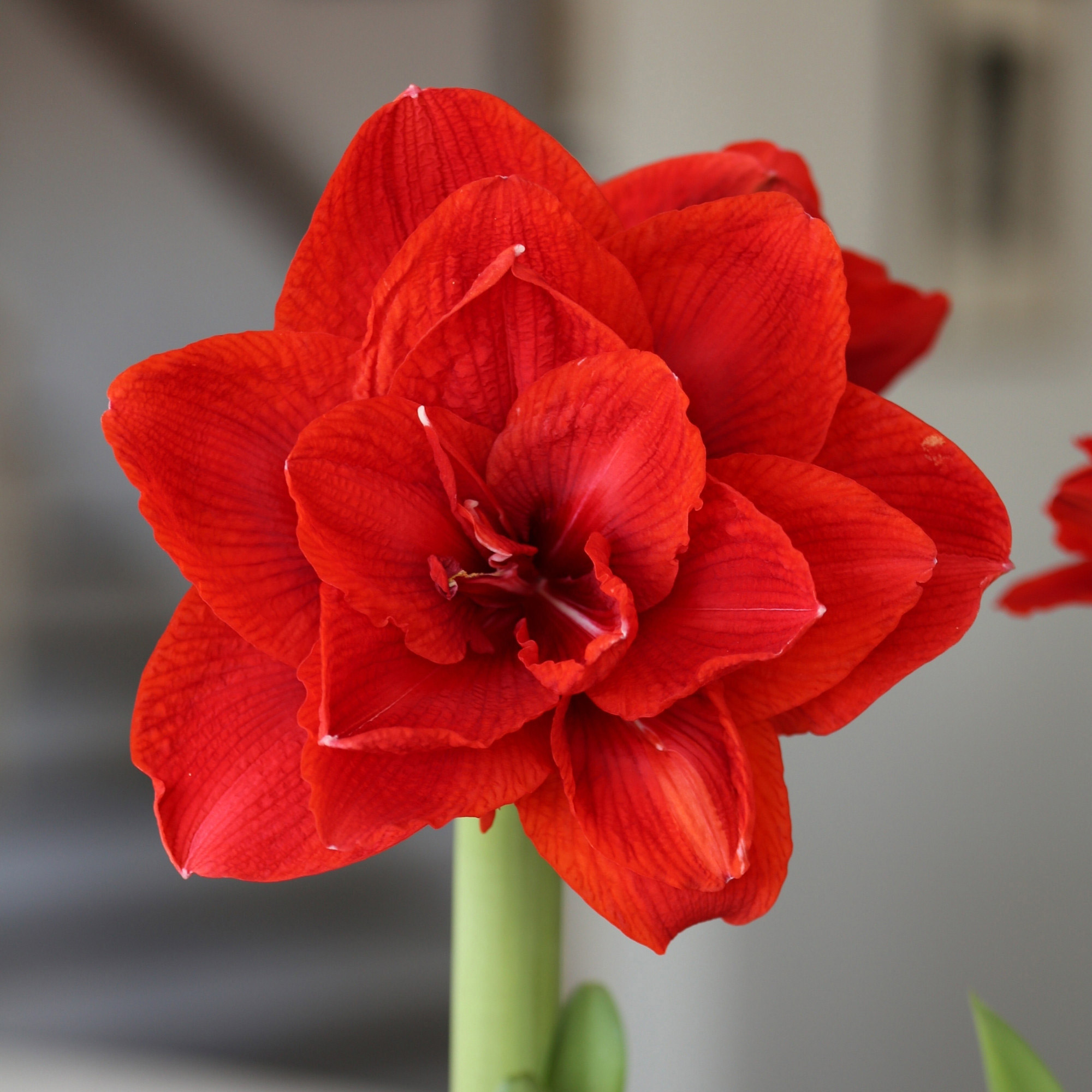 Enlarge Product Preview 2