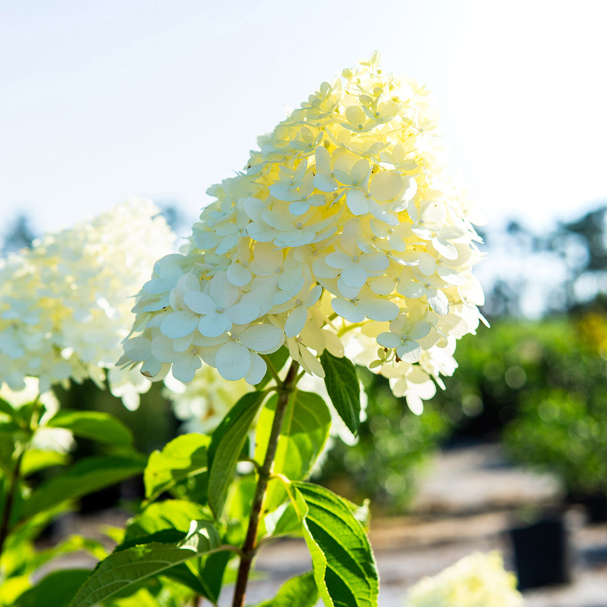 Enlarge Product Preview 3