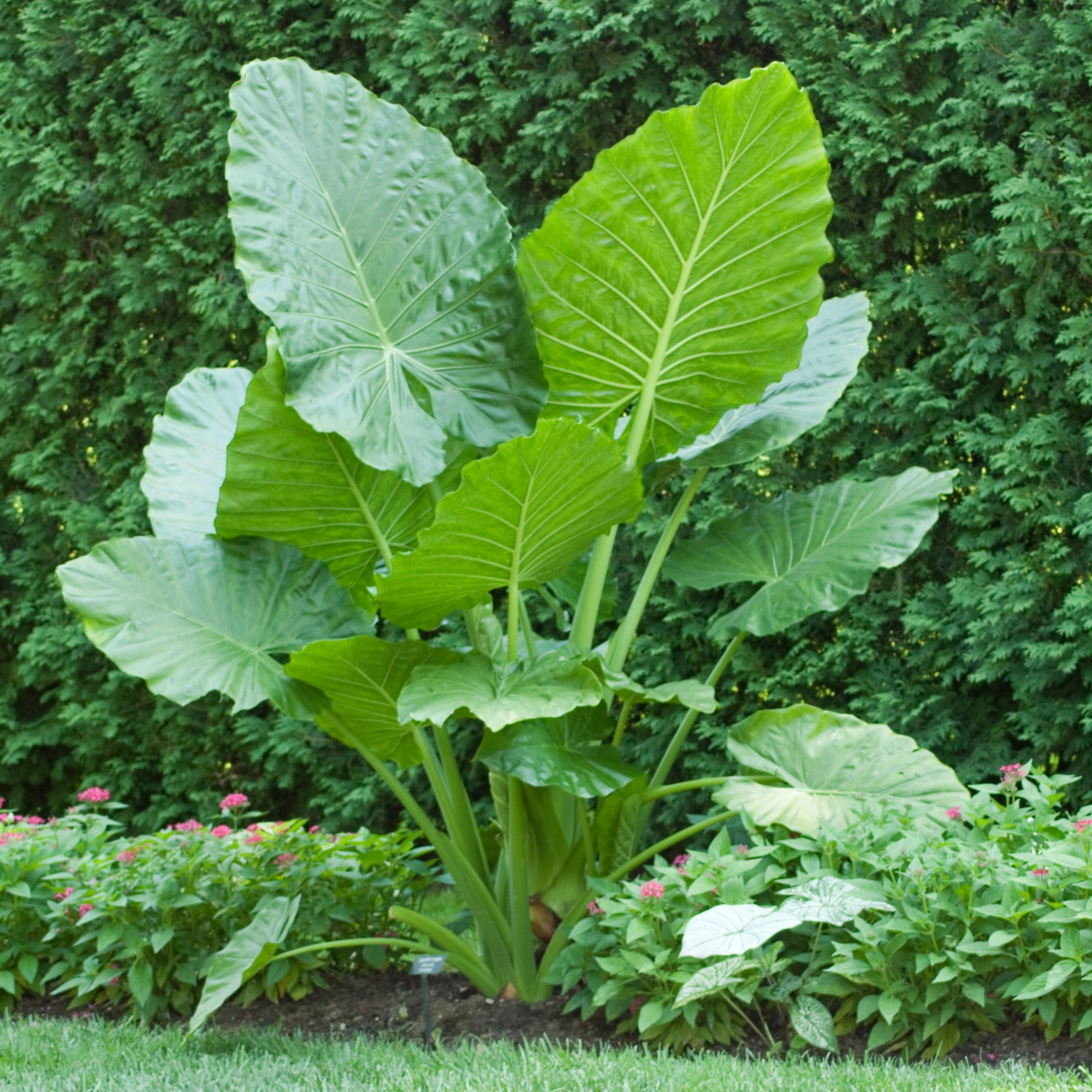 Enlarge Product Preview 3