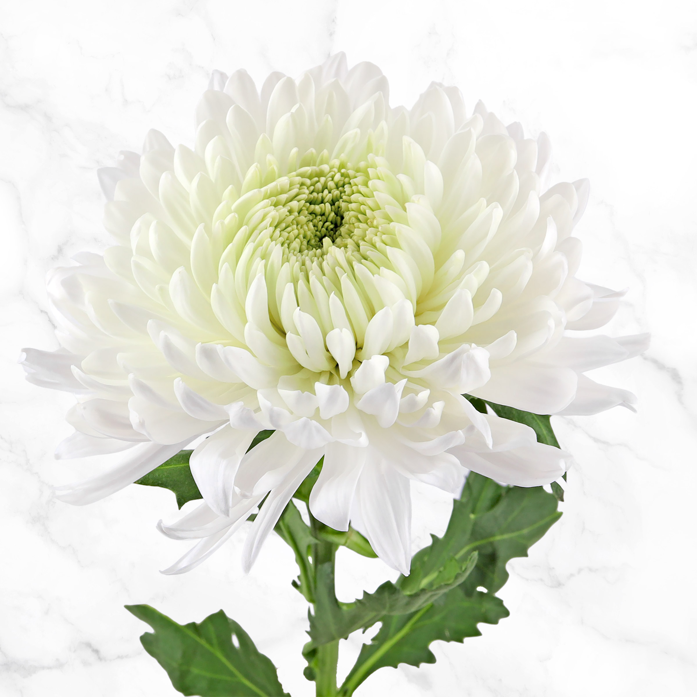 Super Mums Fresh Cut Floral Bouquet, 60-stems | Costco