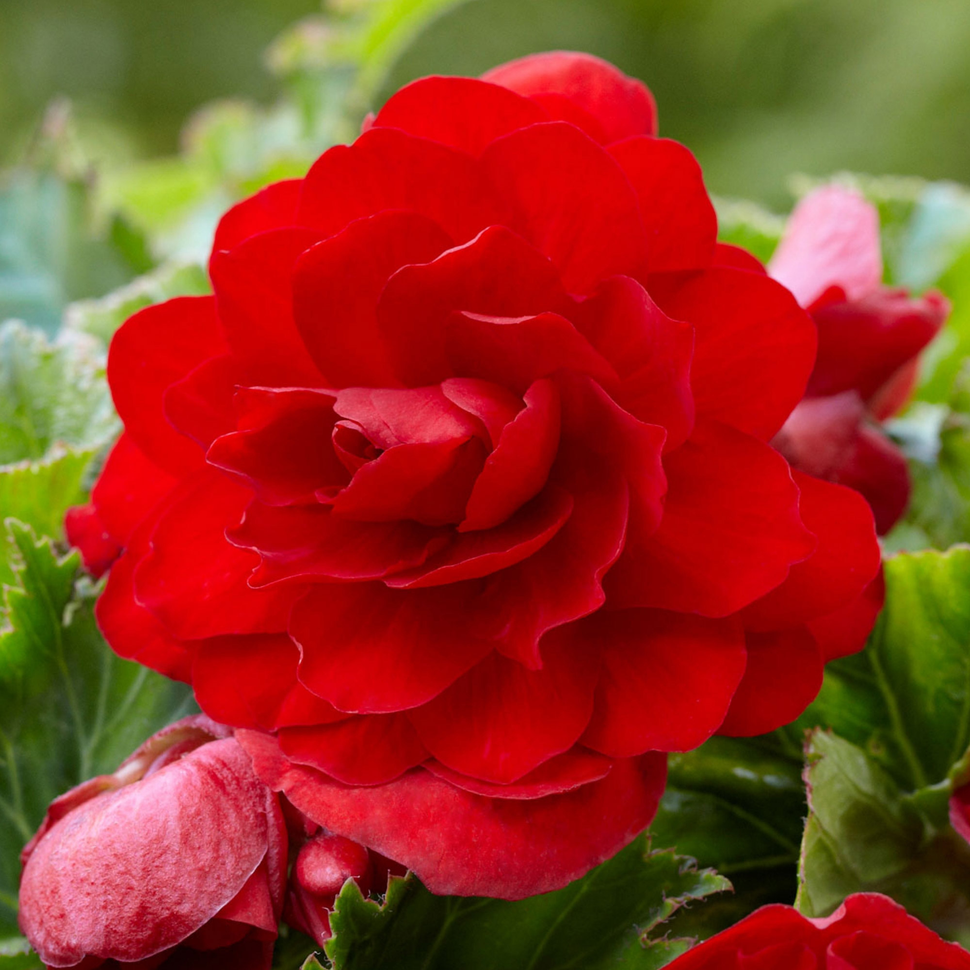 Enlarge Product Preview 5