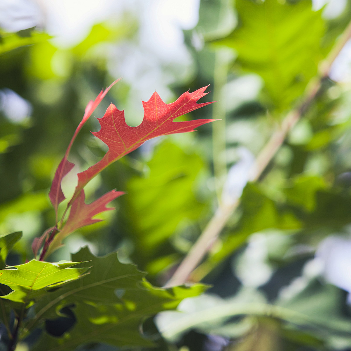 Enlarge Product Preview 5