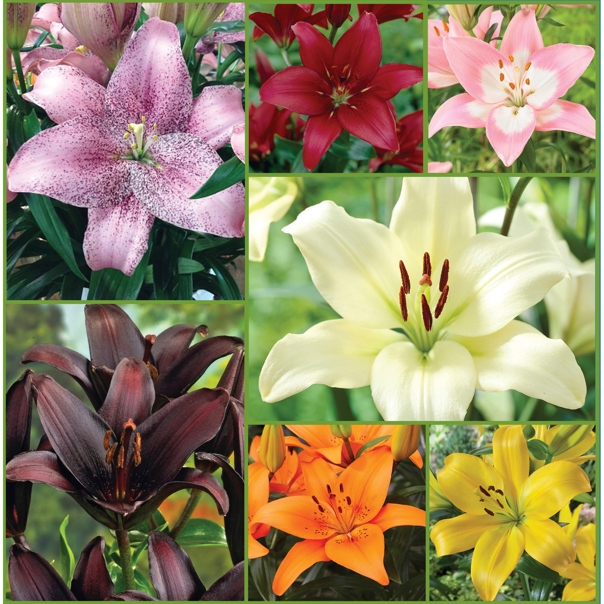 Horticana: Lasting Lilies Collection