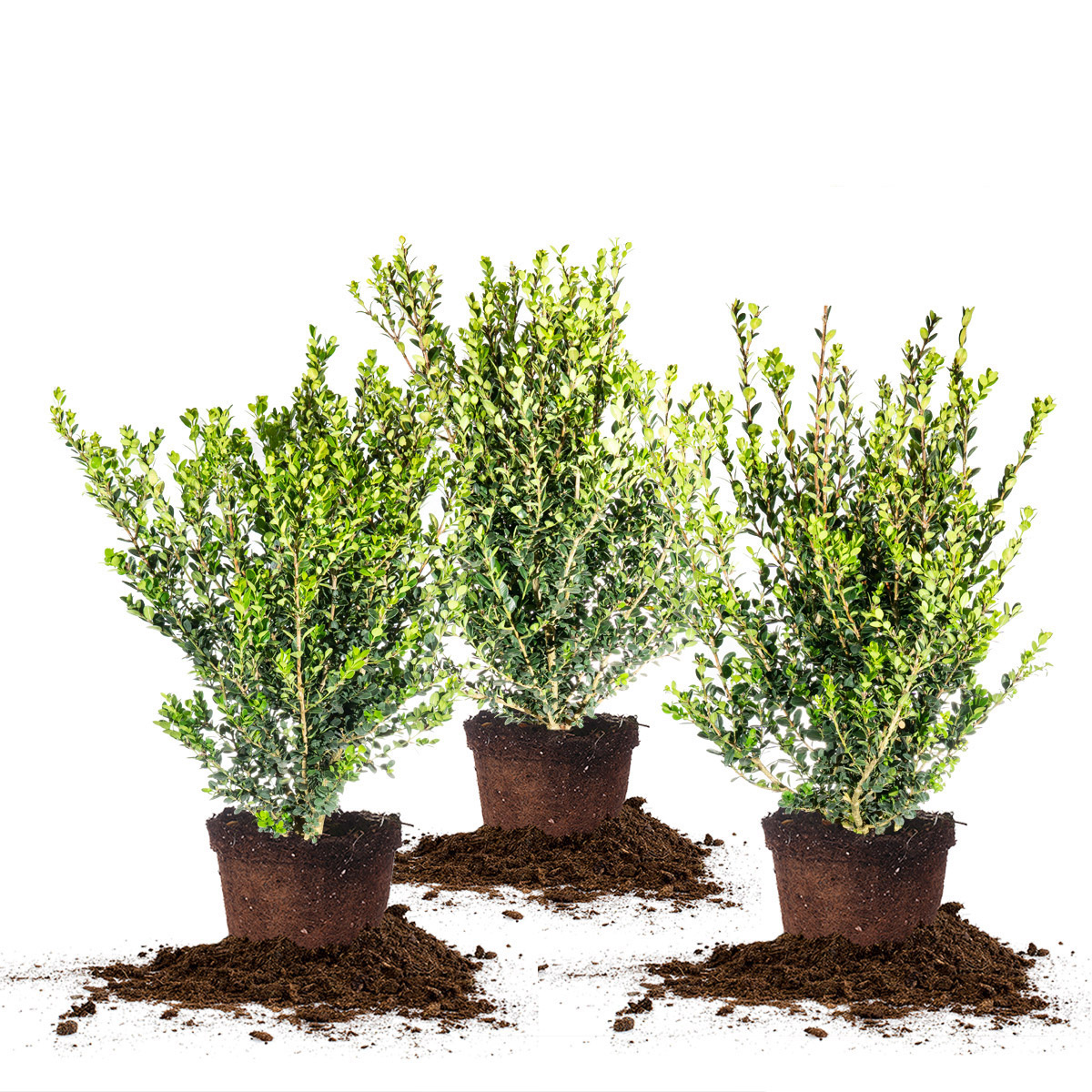 Boxwood Collection  3-pack