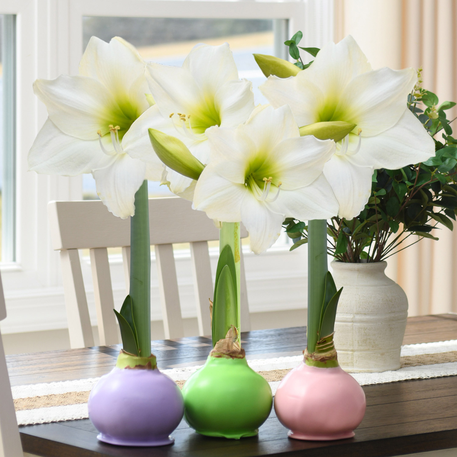 Bloomaker Spring Waxed Amaryllis Trio, No Water Needed | Costco