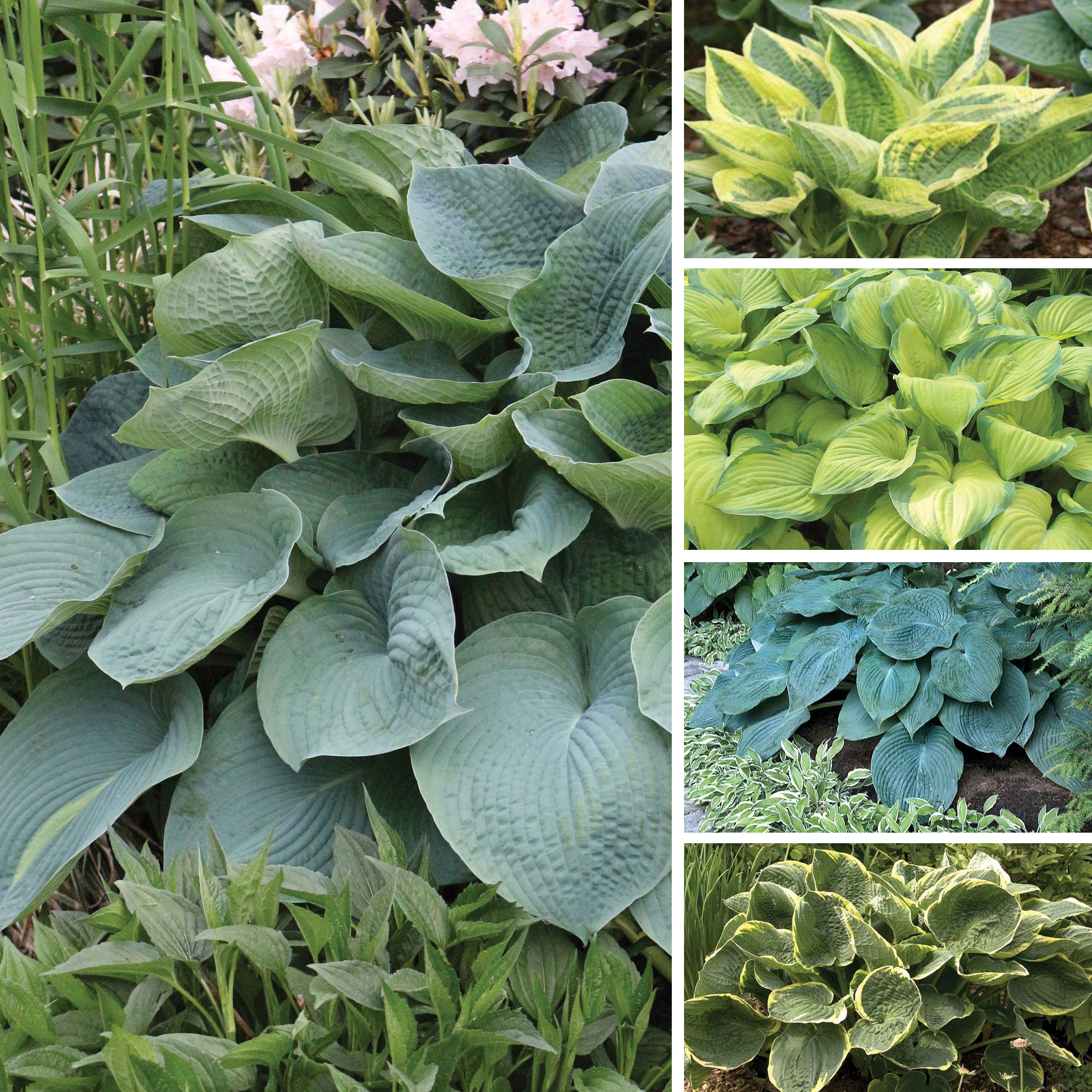 Horticana: Garden Giants Hosta Collection